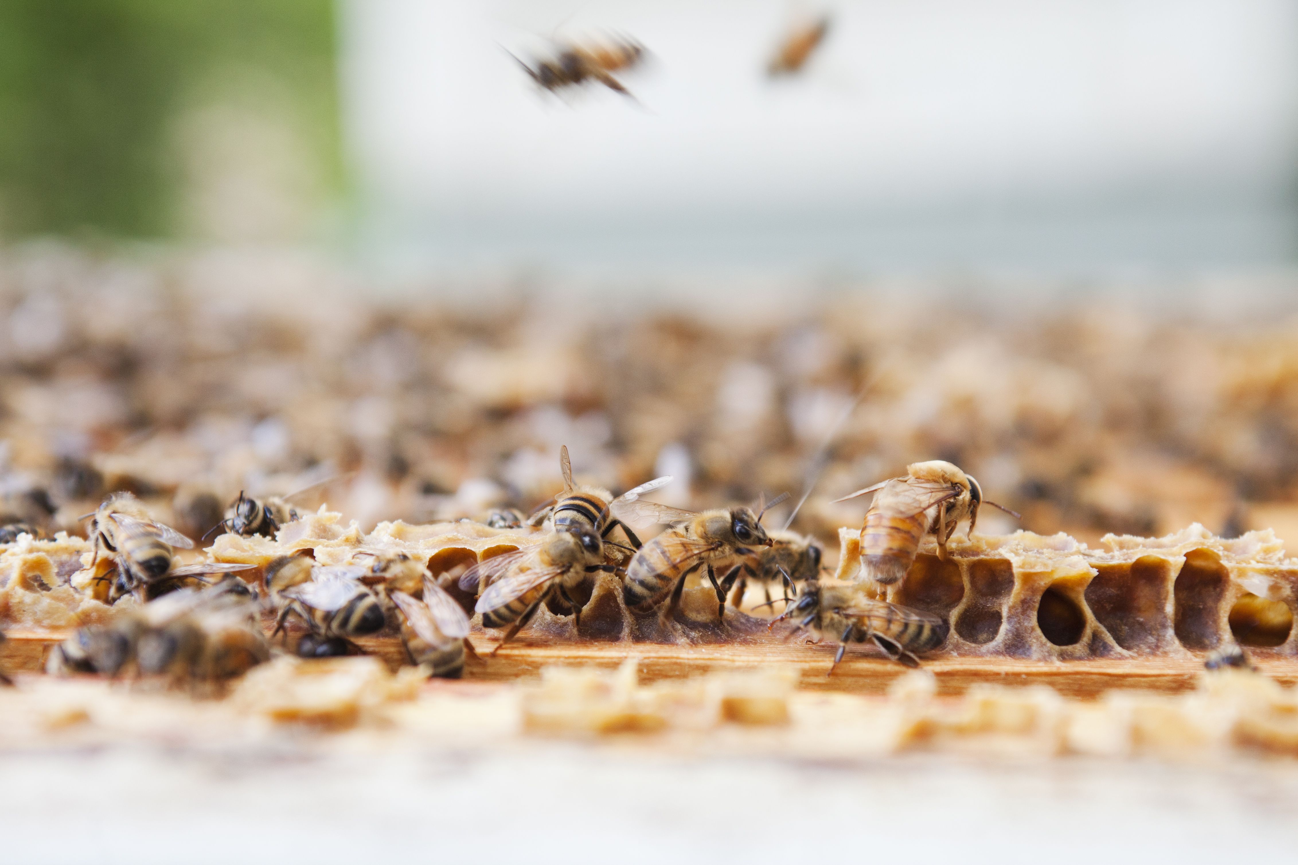 Metsäkukista, kuten horsmasta ja vadelmasta, voikukista ja valkoapilasta tulee kaikista erilaista hunajaa. Hunajalaaduissa on eroja kuten viineissä.