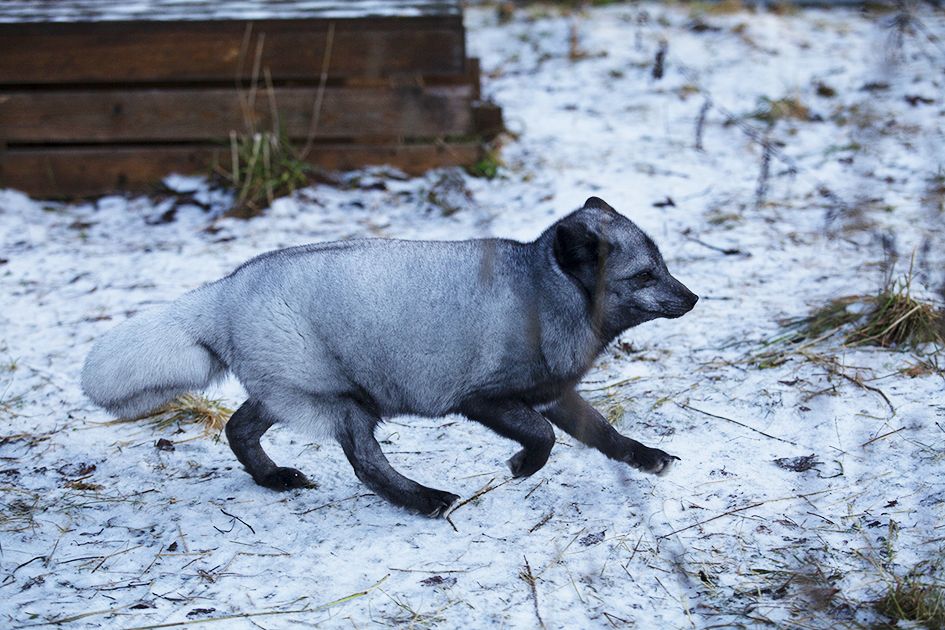 Sinikettu Otto löytyi kokkolalaiselta teollisuusalueelta ja otettiin kiinni poliisin luvalla. Otto lienee tarhakarkulainen, koska sen jalat ovat vääntyneet, niin kuin häkissä kasvatetuille ketuille voi käydä. Tuulispäässä Otto ja sen kaveri Unelma elelevät noin 12 neliön sisätilassa ja noin 200 neliön ulkoaitauksessa