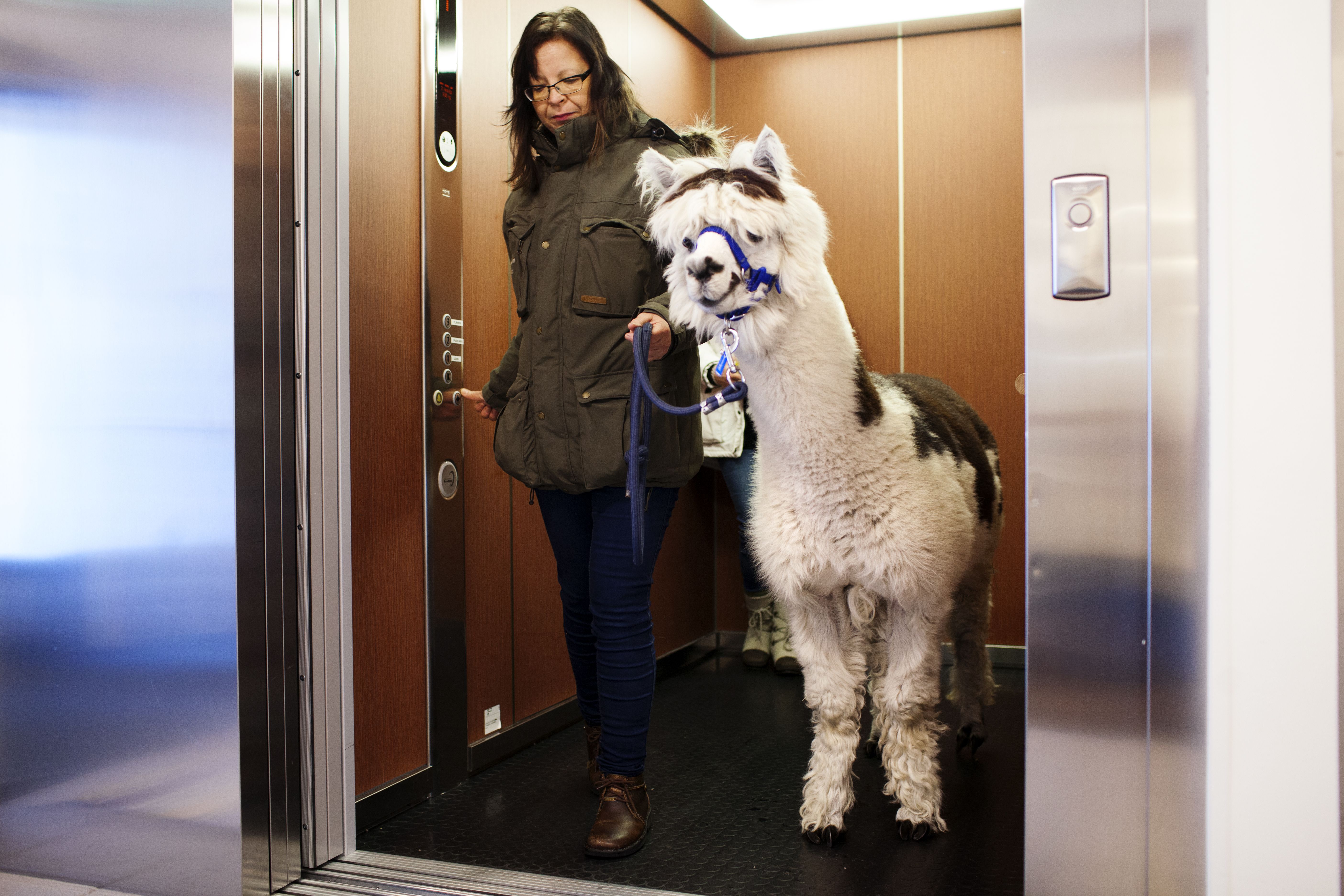 Tarja Jokinen huomasi Morrisonin soveltuvan terapiaeläimeksi jo sen ollessa pieni. Alpakkaherra tykkää huomiosta.