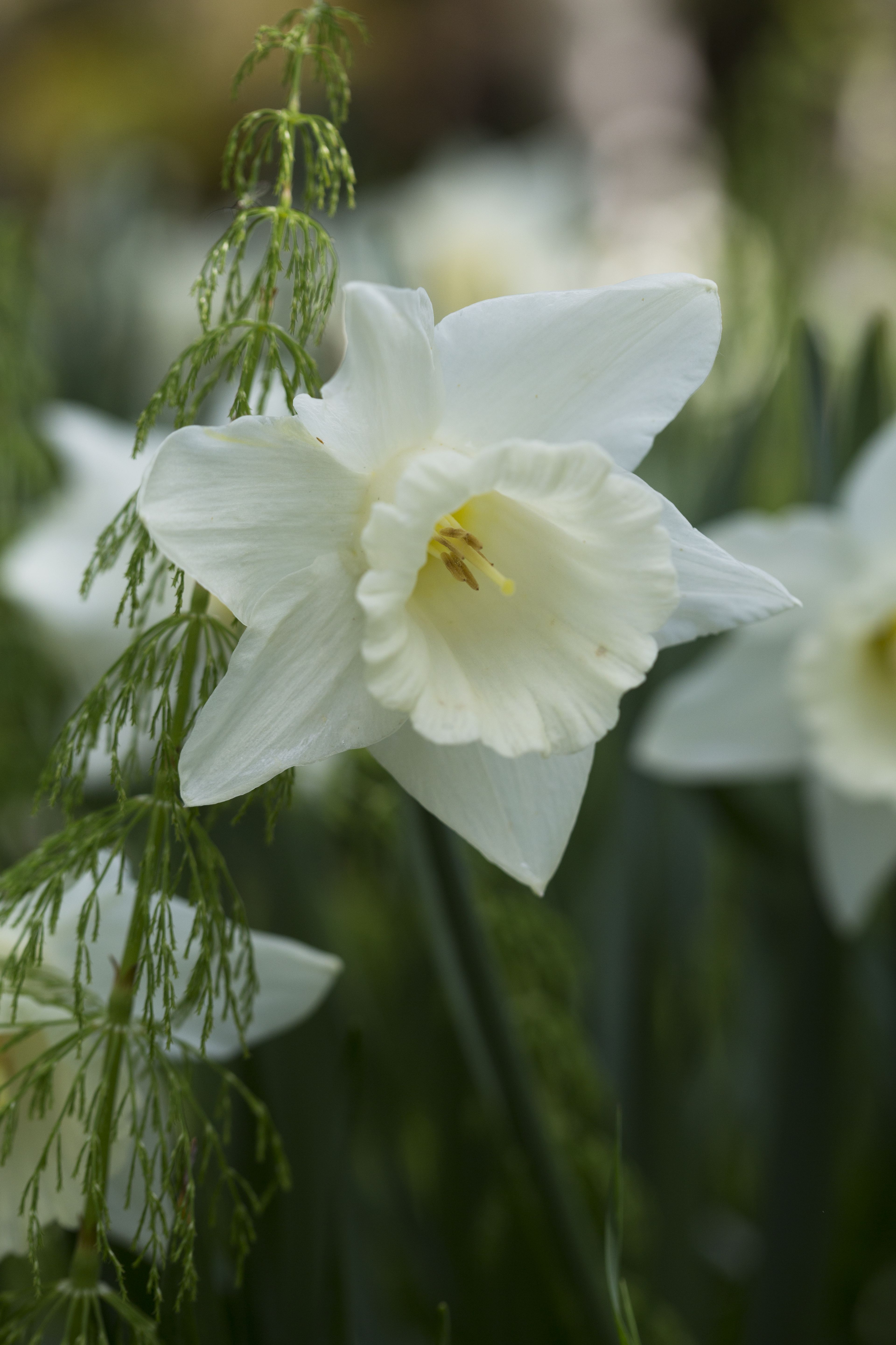 'Mount Hood' -lajike ilahduttaa valkoisten kukkien ystävää.