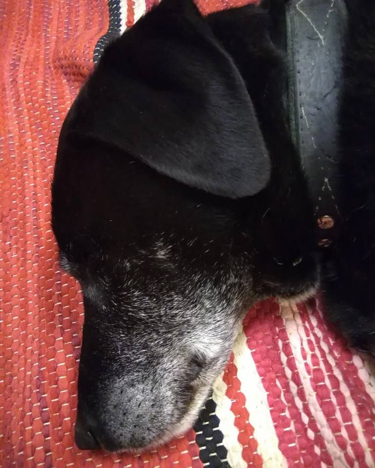 Matollakin saa hyvät unet, mutta joskus Pele hiipii yöllä sohvalle.