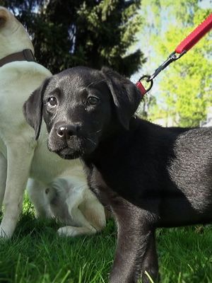 KK Elli ja Viilipytty Bart