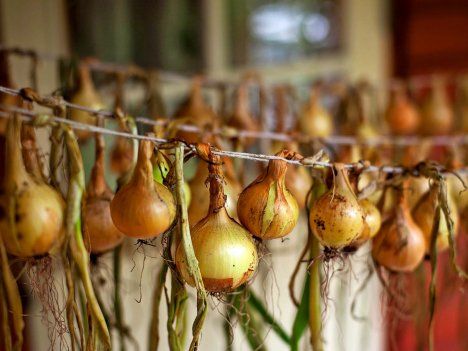 Palsta tuottaa runsaasti marjoja, omenoita, luumuja, sipulia, yrttejä ja juureksia.