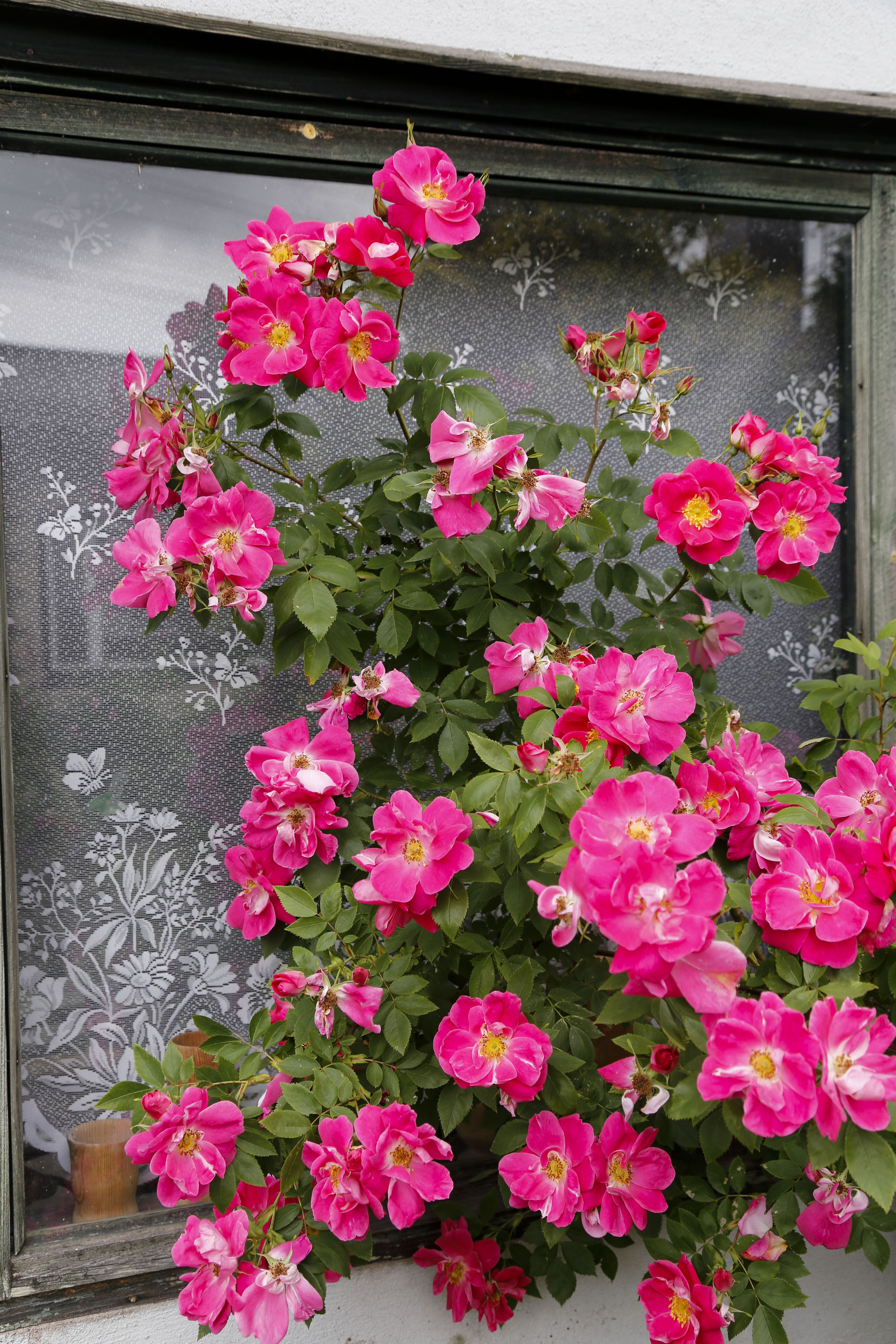 Yhdessä 'William Baffin' -köynnösruusun tertussa voi olla kymmeniä kukkia. 