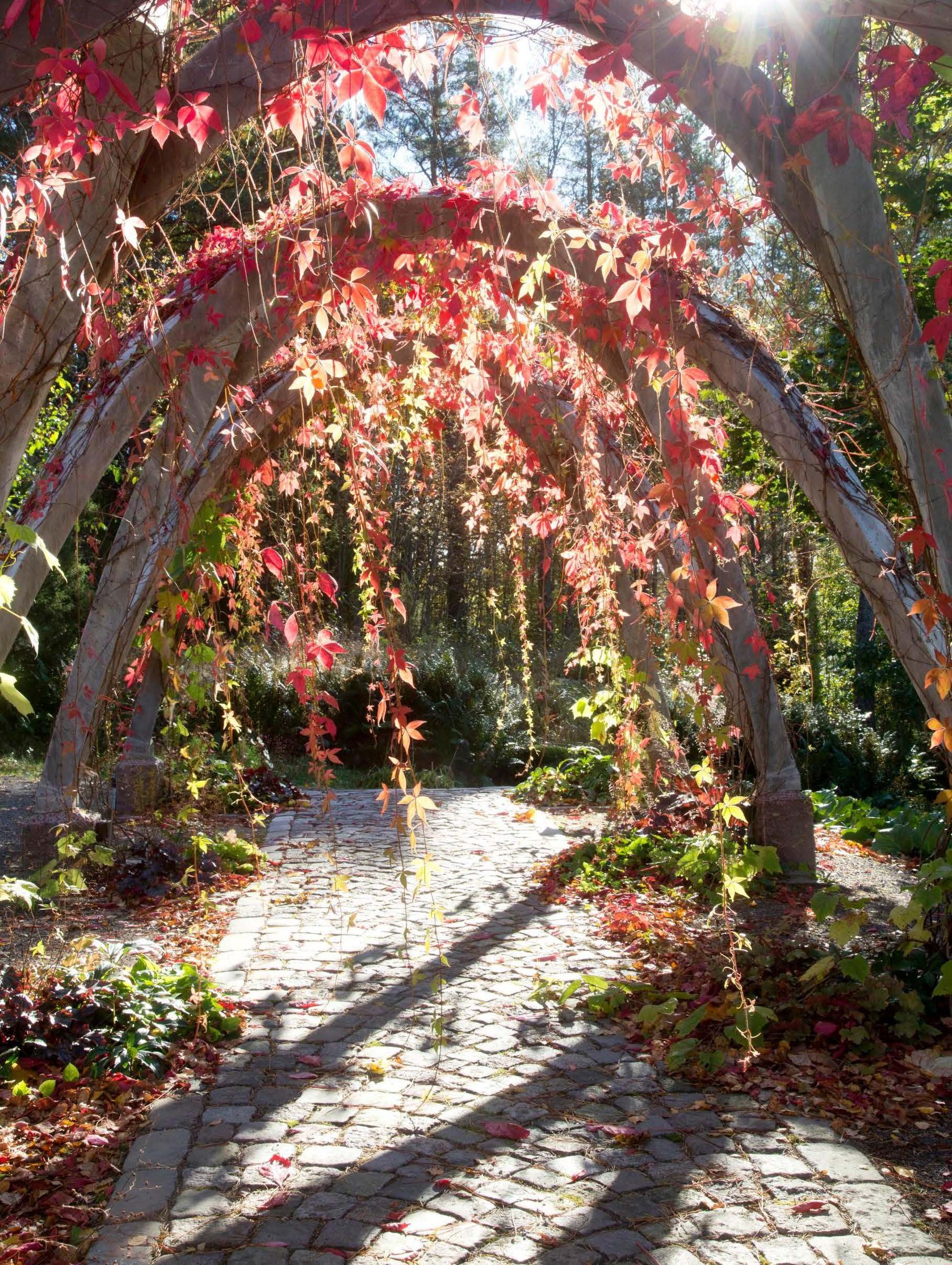 Syksyn kuulaudessa auringonsäteet siivilöityvät punastelevien villiviinien lehtien välistä. Papupergolaksi kutsuttu kaari on taivutettu tukevasta harjateräsverkosta. Jokaisen pylvään päässä on istutusalue keijunkukille, kevätkaihonkukalle ja villiviinille. 