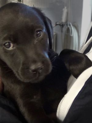 KK Elli lähtee kennelistä