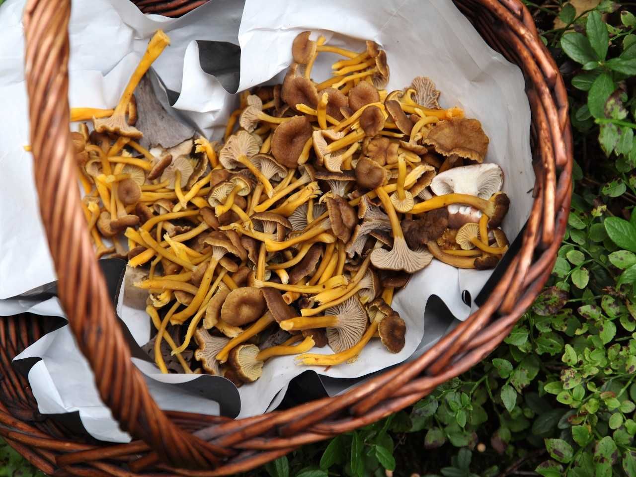 Suppilovahvero on monen suomalaisen suosikkisieni. Kuva: Minna Annola.