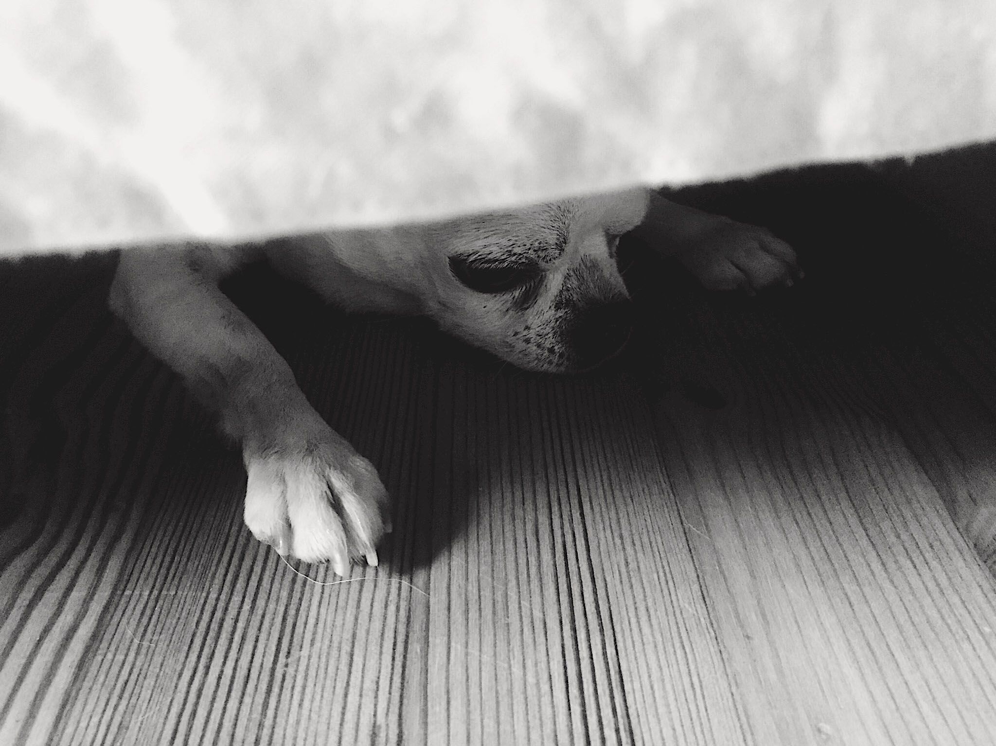 Kun Topi kuuli sanan ”lenkille”, ”pesulle” tai ”kynnenleikkuu”, se oli salamana sängyn alla. 