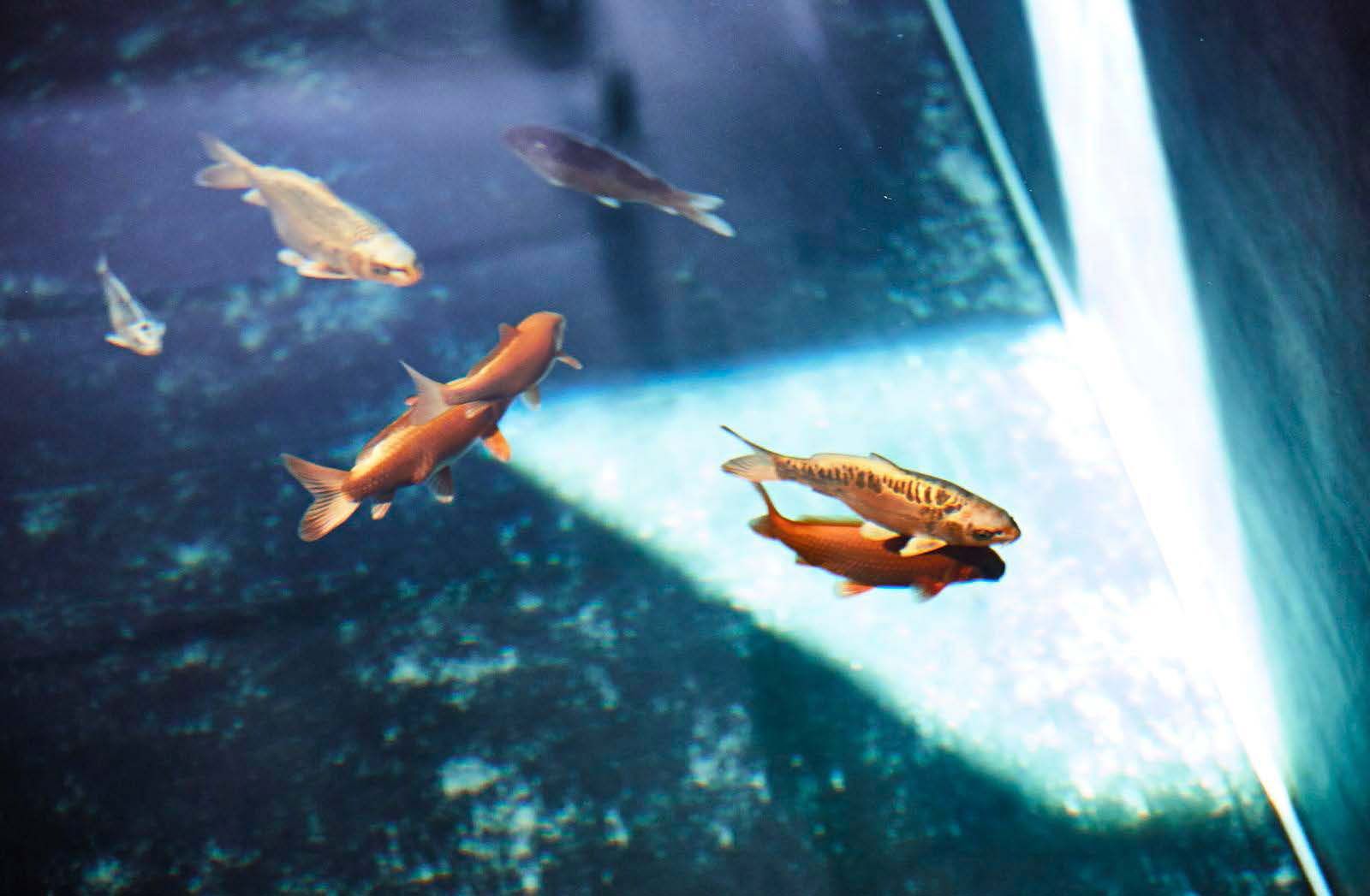 Karpin maailma on kaunis. Ja karppi itse.