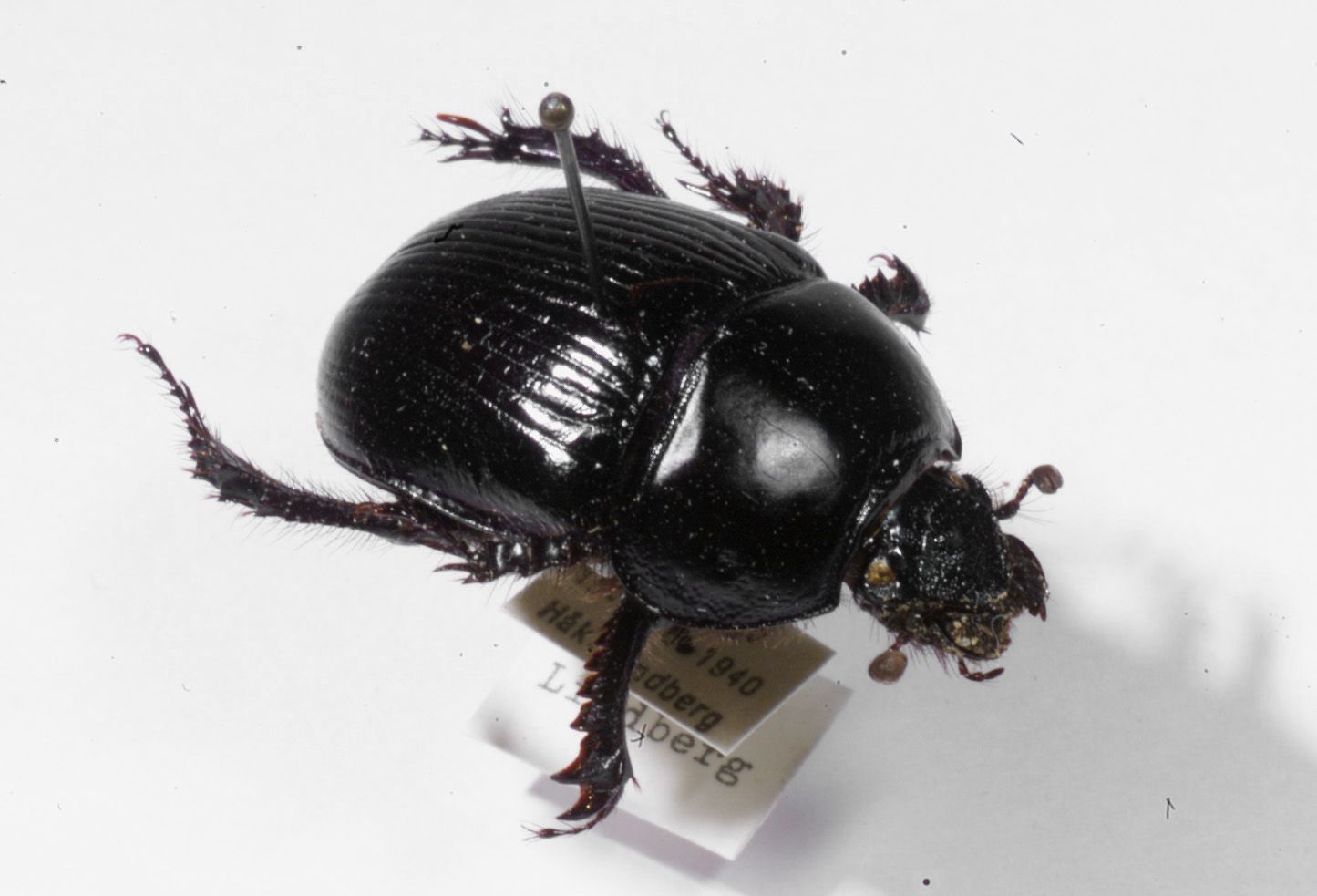 Älä kohtele sontiaista eli isosittiäistä näin! Se tuottaa paljon enemmän iloa elävänä.