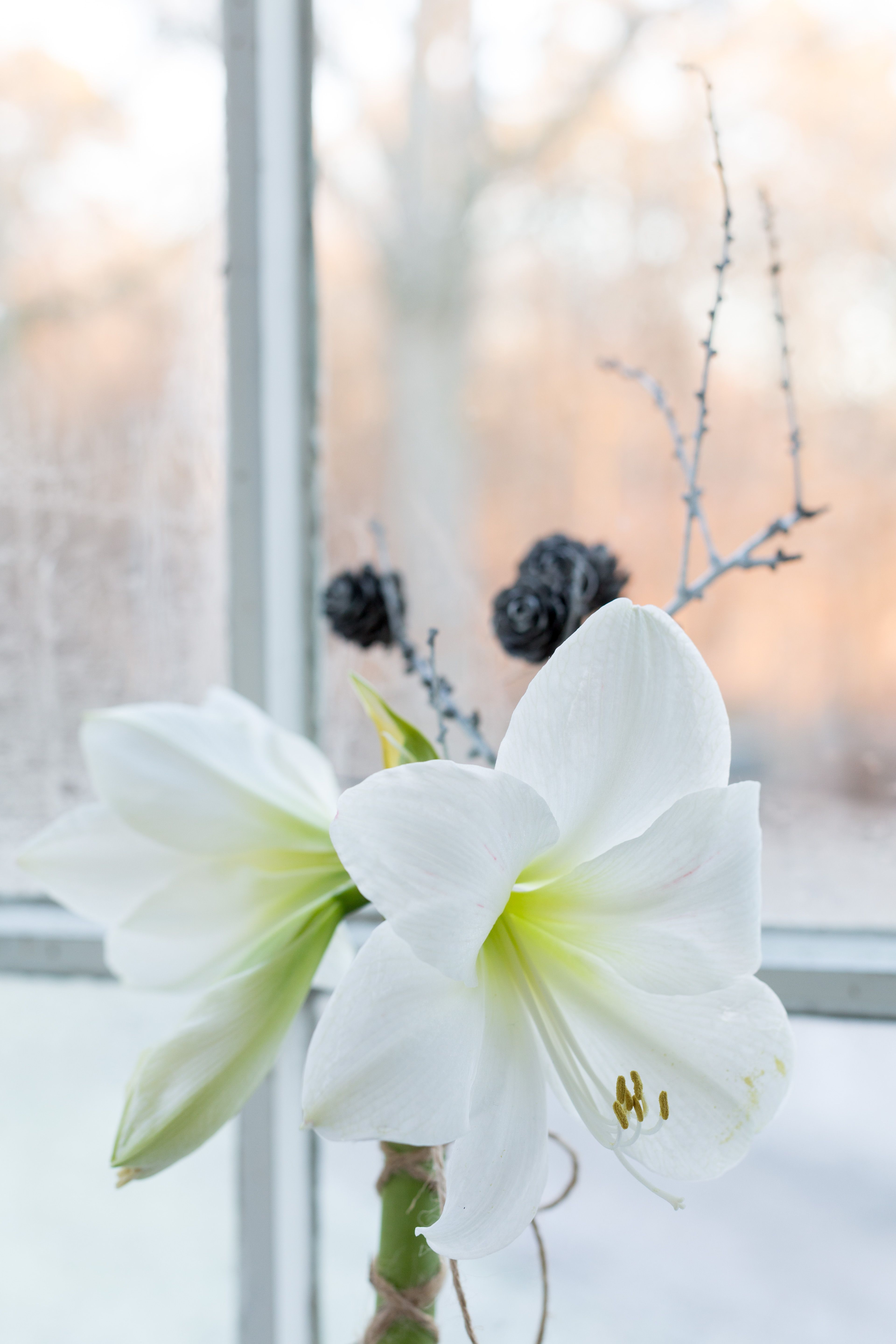 Ritarinkukka eli amaryllis on kaunis sekä ruukussa että leikkokukkana. Sido kukka niininauhalla yhteen vaikkapa lehtikuusen oksan kanssa. Kieputa narua myös varren tyveen, jotta sen reunat eivät rullaudu.