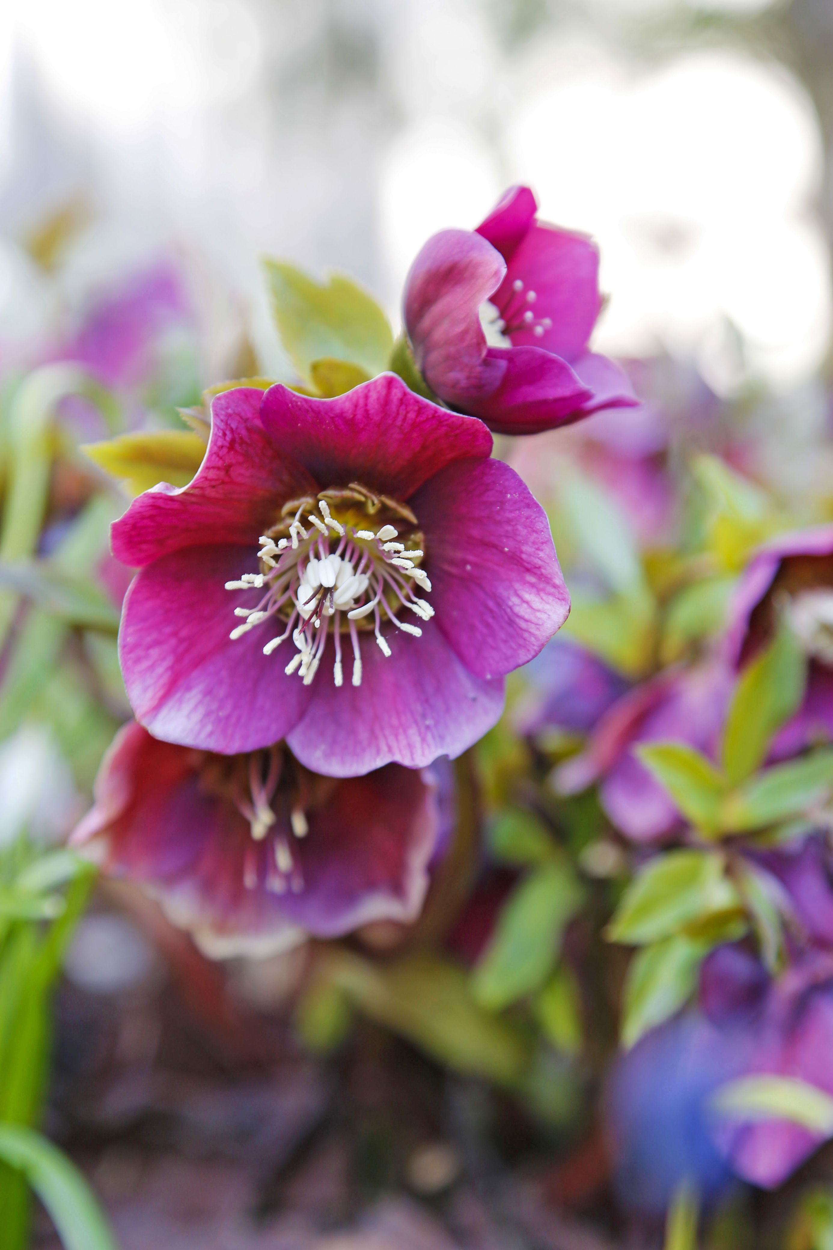 Jouluruusujen kukinta jatkuu huhtikuusta pitkälle kesäkuuhun.