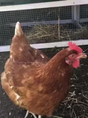 KK Kanoja kotipihalle