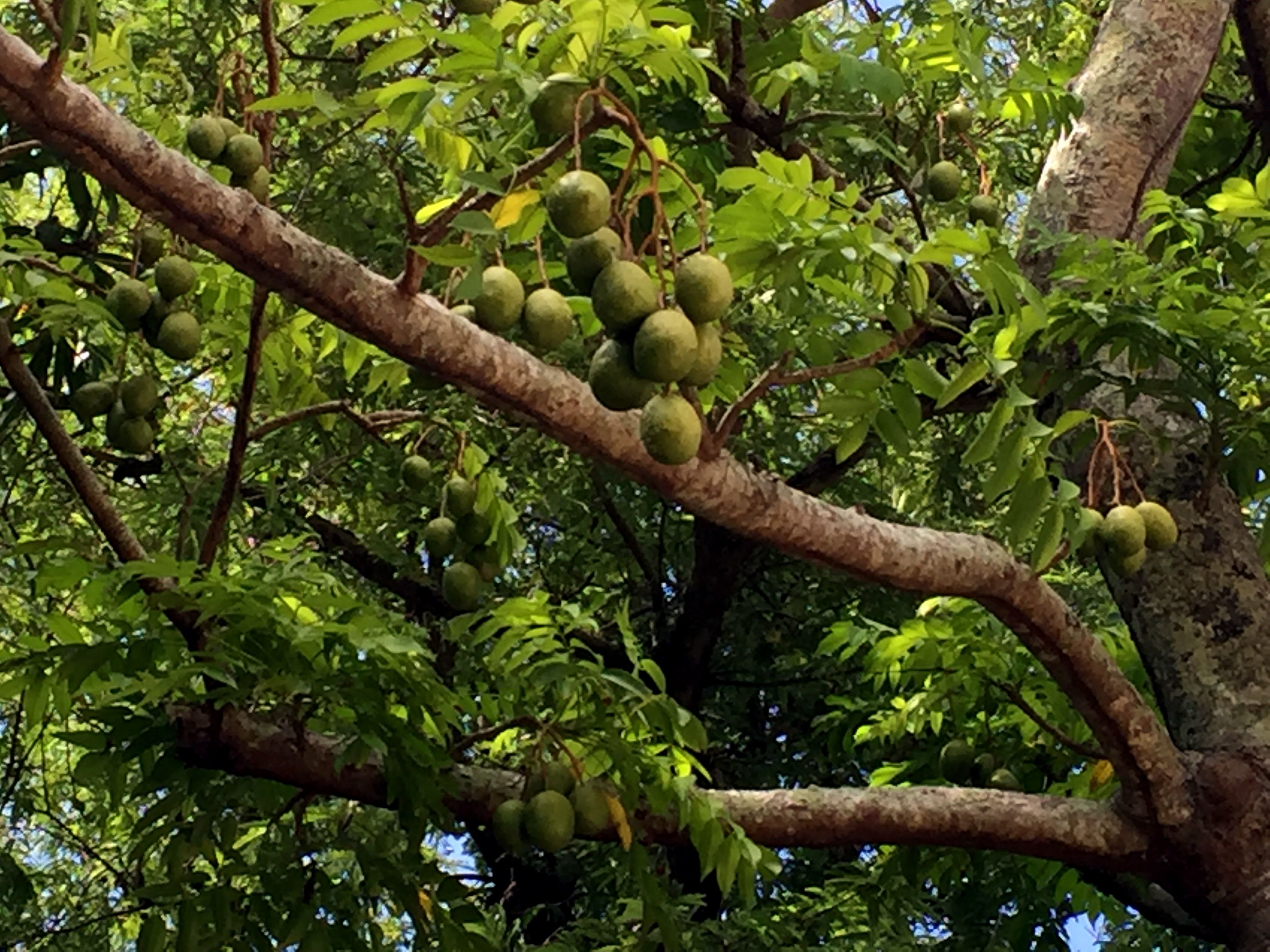 Marjon kotipihalla kasvaa yli 80 hedelmäpuuta. Talon takaa alkaa viidakko.