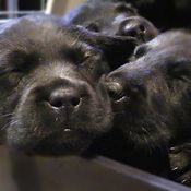 KK Elli ja sisarukset nukkumassa