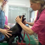 KK Elli eläinlääkärissä