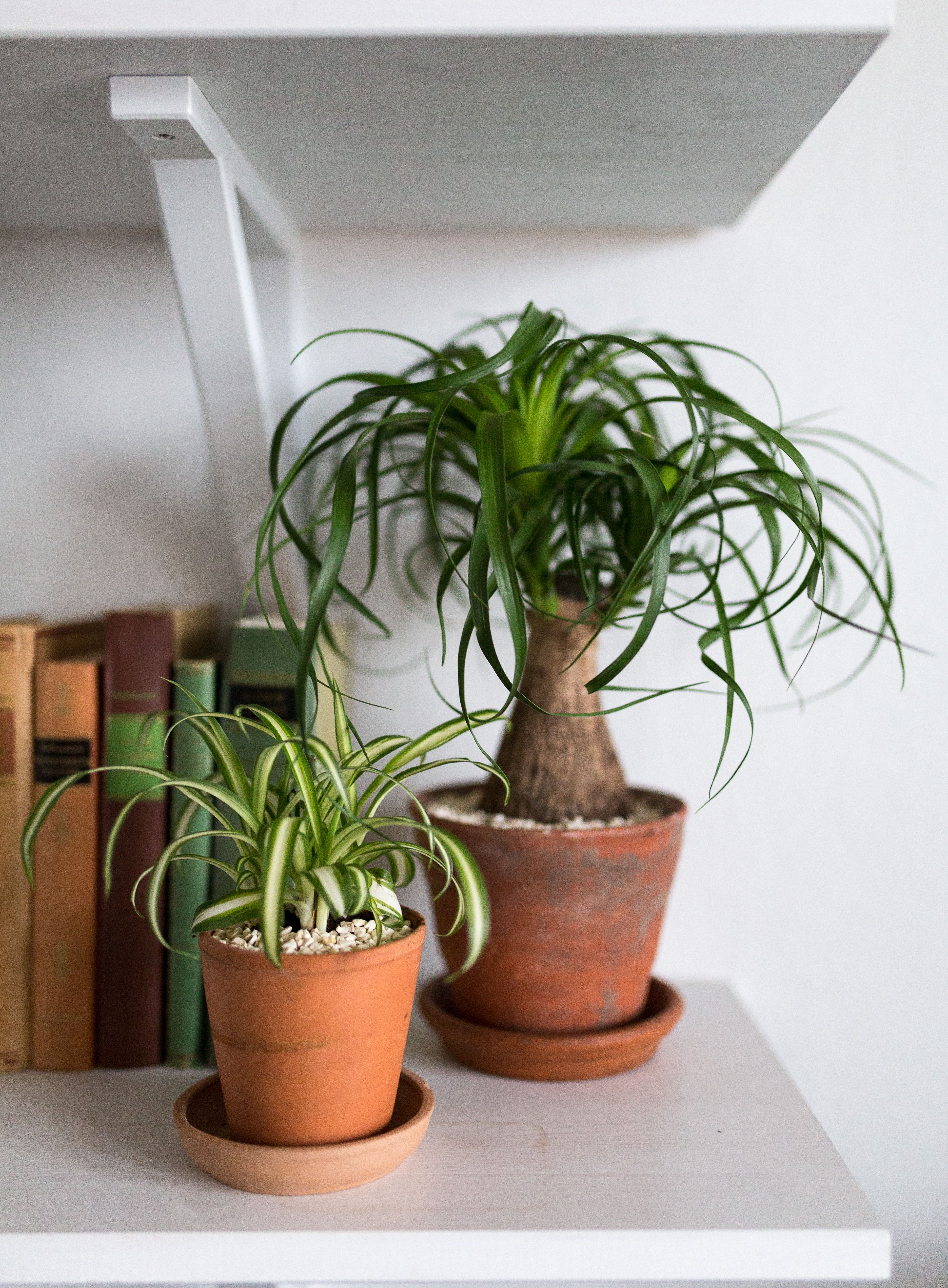 Rönsylilja ja pullojukka ovat viherkasveista helppohoitoisimpia. Rönsyliljasta on sekä vihreitä että valko- ja keltakirjavia lajikkeita. Se kasvattaa versojen päihin taimenalkuja, joista saa uusia hoidokkeja multaan juurruttamalla. Rönsylilja sietää monenlaisia oloja eikä nuupahda, vaikka tarhuri joskus unohtaisi kastelun.