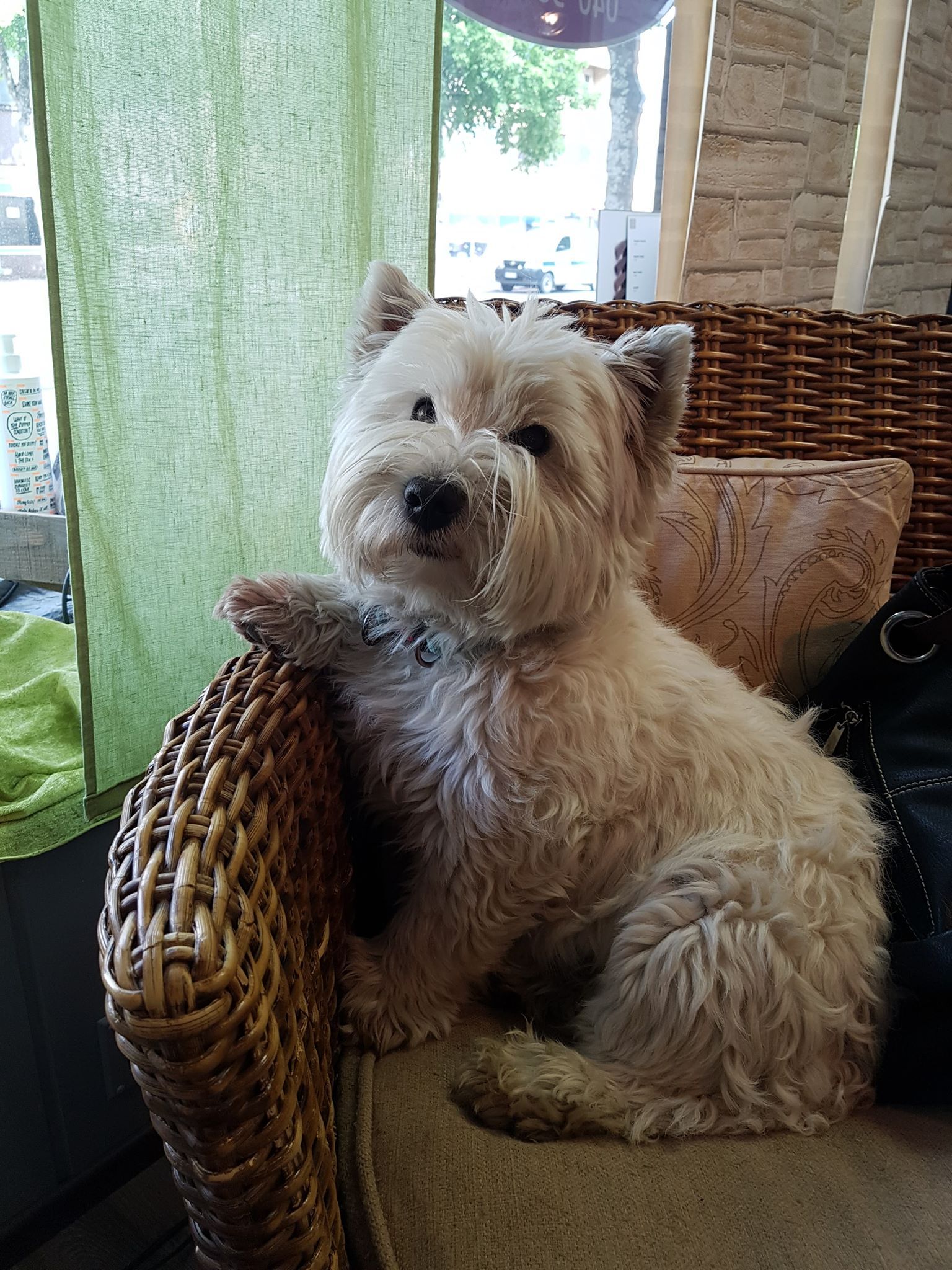 Kampaamolla Eetu saa runsaasti rapsutuksia.