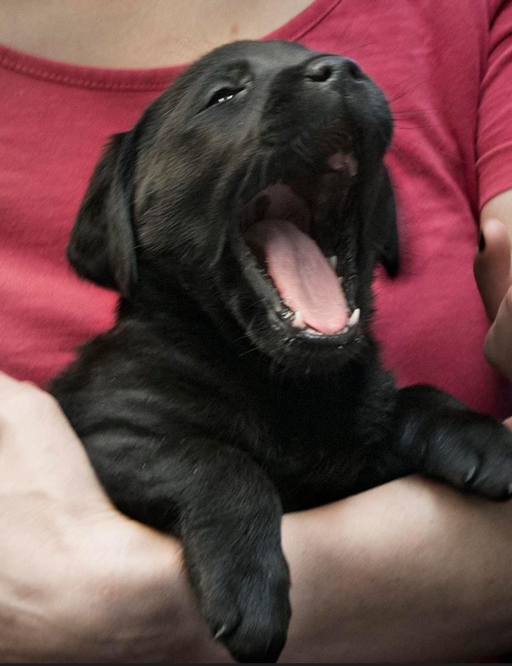 Viisiviikkoinen Elli ei jaksa olla kauaa hereillä.