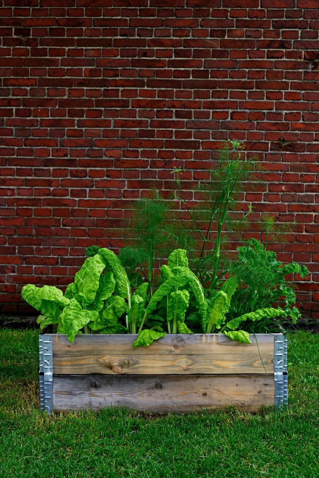 Yhdestä lavakauluslaatikosta nousee kesän aikana monta satoa.