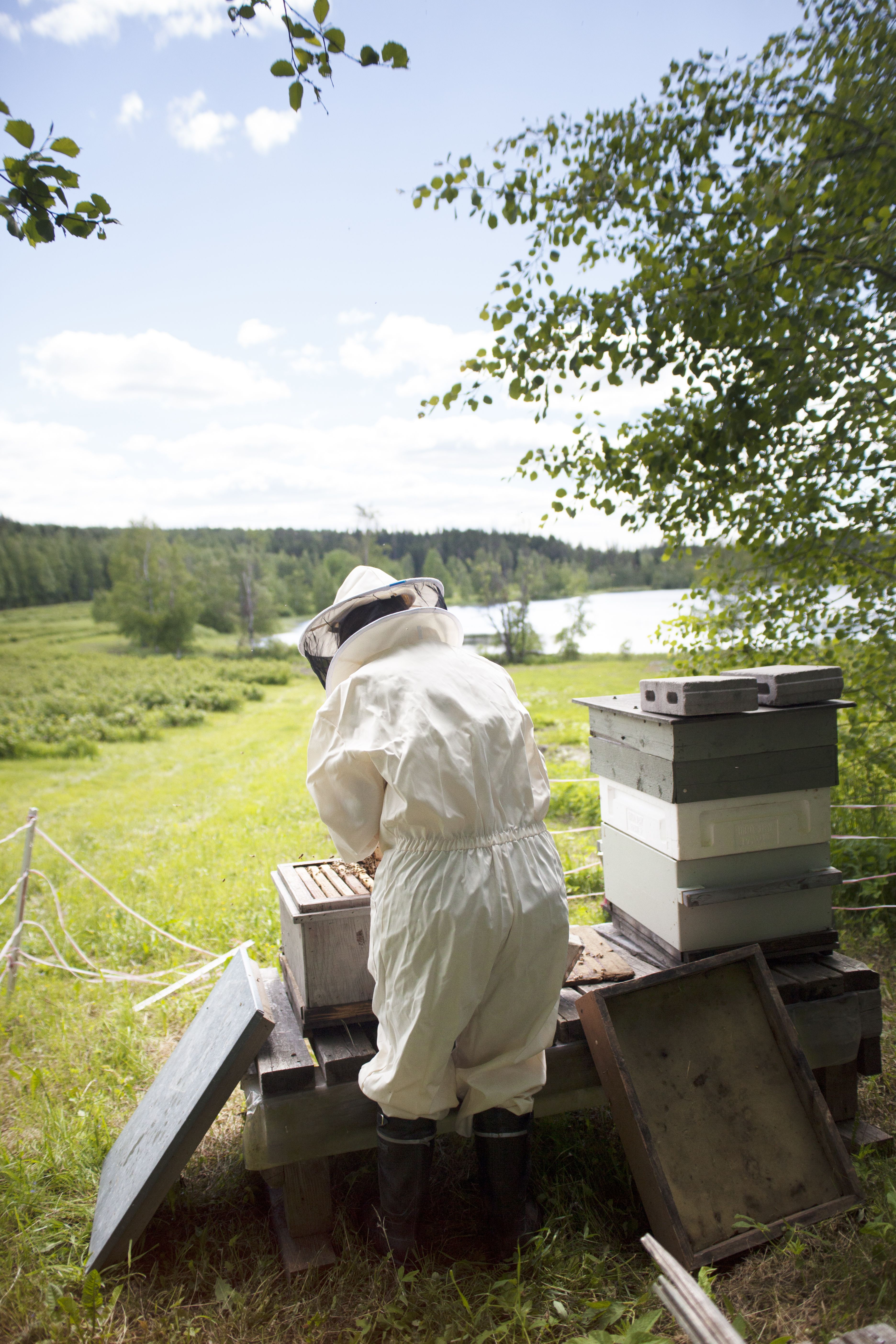 Pesät ovat yksilöllisiä. Kaikissa mehiläiset eivät siivoa yhtä ahkerasti, sen näkee talven jälkeen jätöksistä pesän pohjalla.