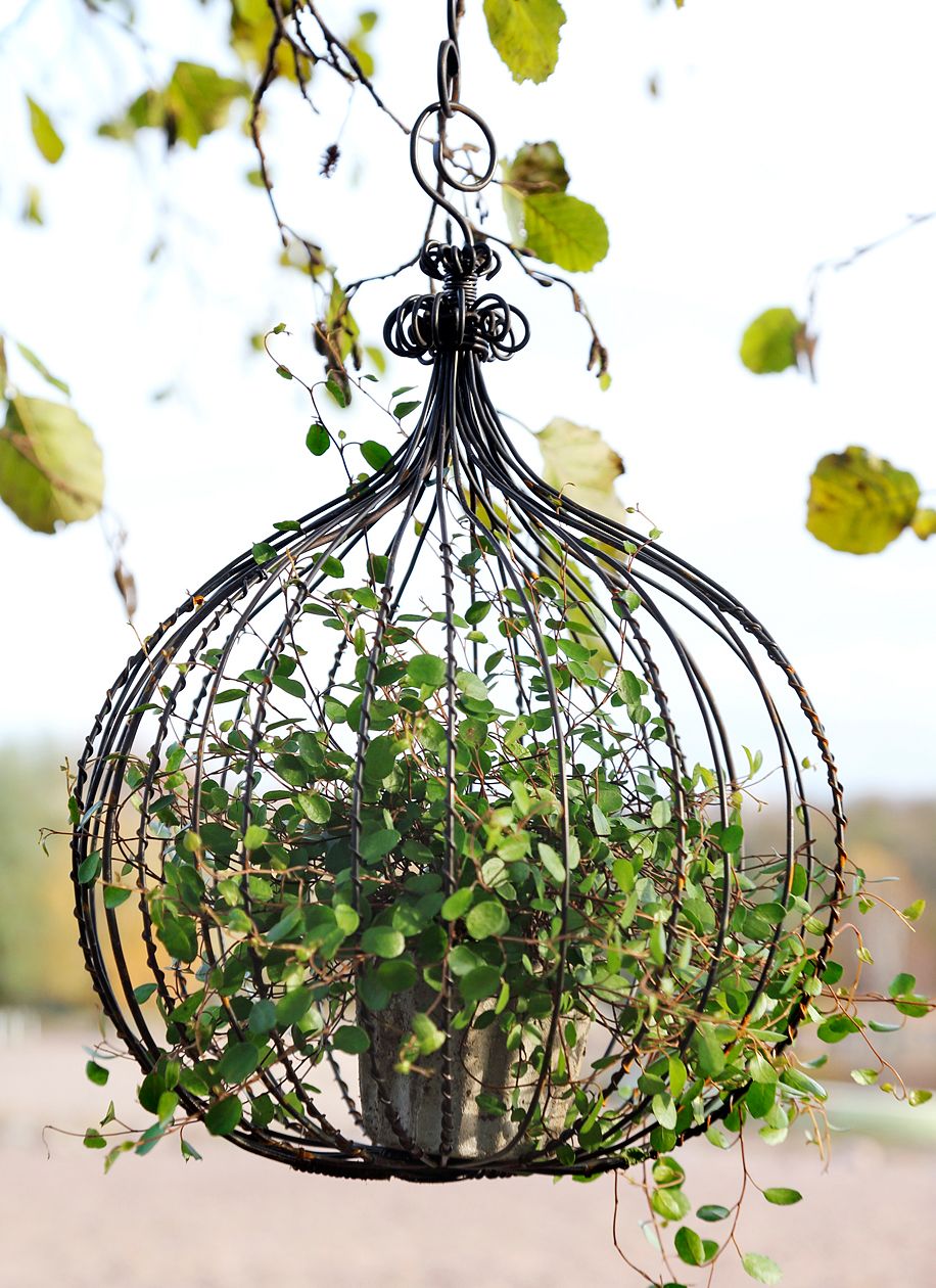 Siro lankaköynnös sietää viileää. Sen voi istuttaa pienessä ruukussa vaikkapa rautalangasta tehdyn sipulin sisälle. Rautaharakat-rautalankasipuli on metalliartesaani Eeva Tarkion tekemä.