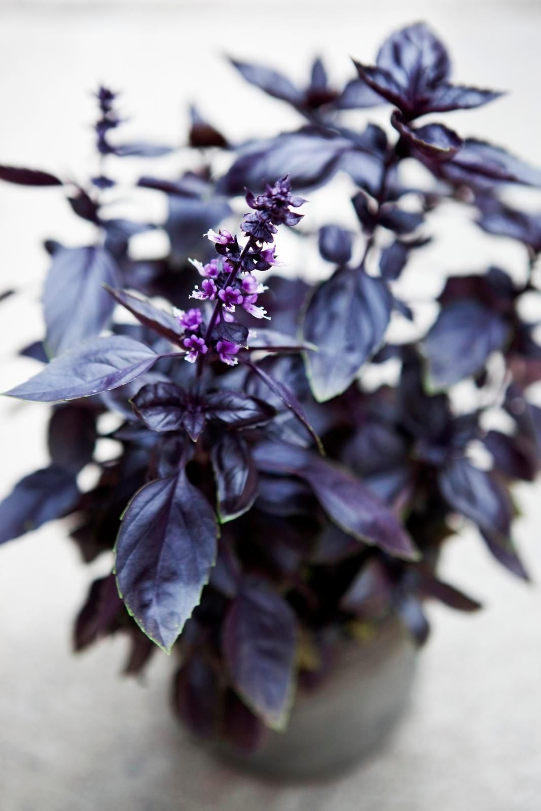 Punalehtinen basilika on yksivuotinen mausteyrtti, joka tarjoaa myös silmänruokaa. Basilikaa voi kylvää siemenestä maalis–toukokuussa tai istuttaa taimina. Se viihtyy ruukussa tai suojaisalla paikalla ravinteikkaassa maassa.