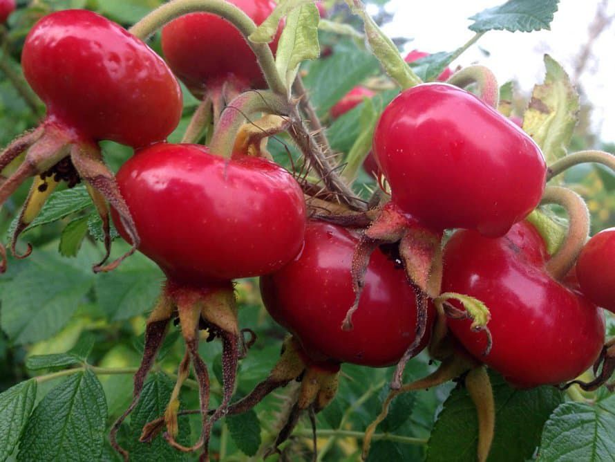 Ruusunmarjoja kutsutaan kiulukoiksi. Isot ja pulleat marjat kutsuvat poimimaan.