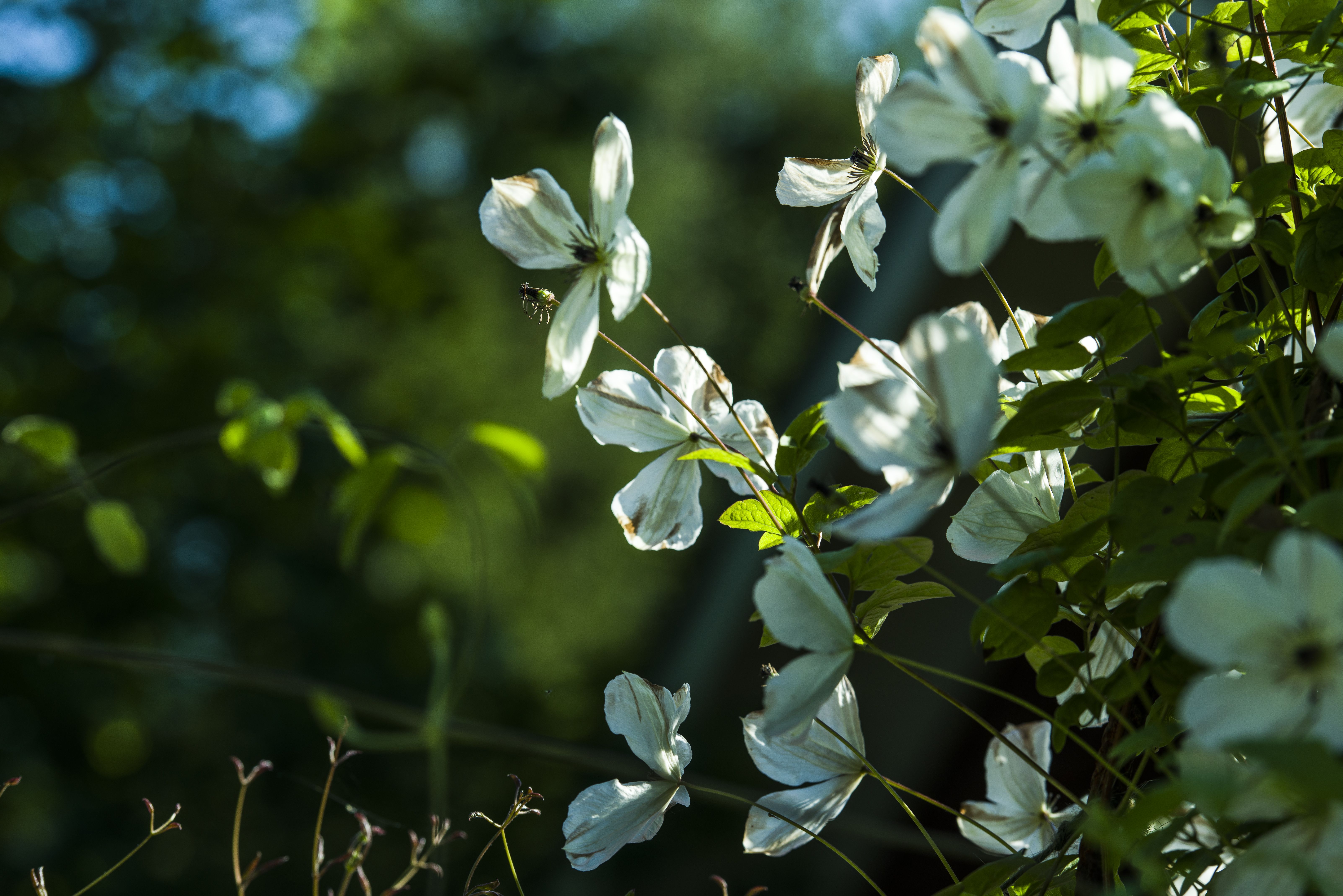Clematis Maria Cornelia kurkottaa kohti aurinkoa.