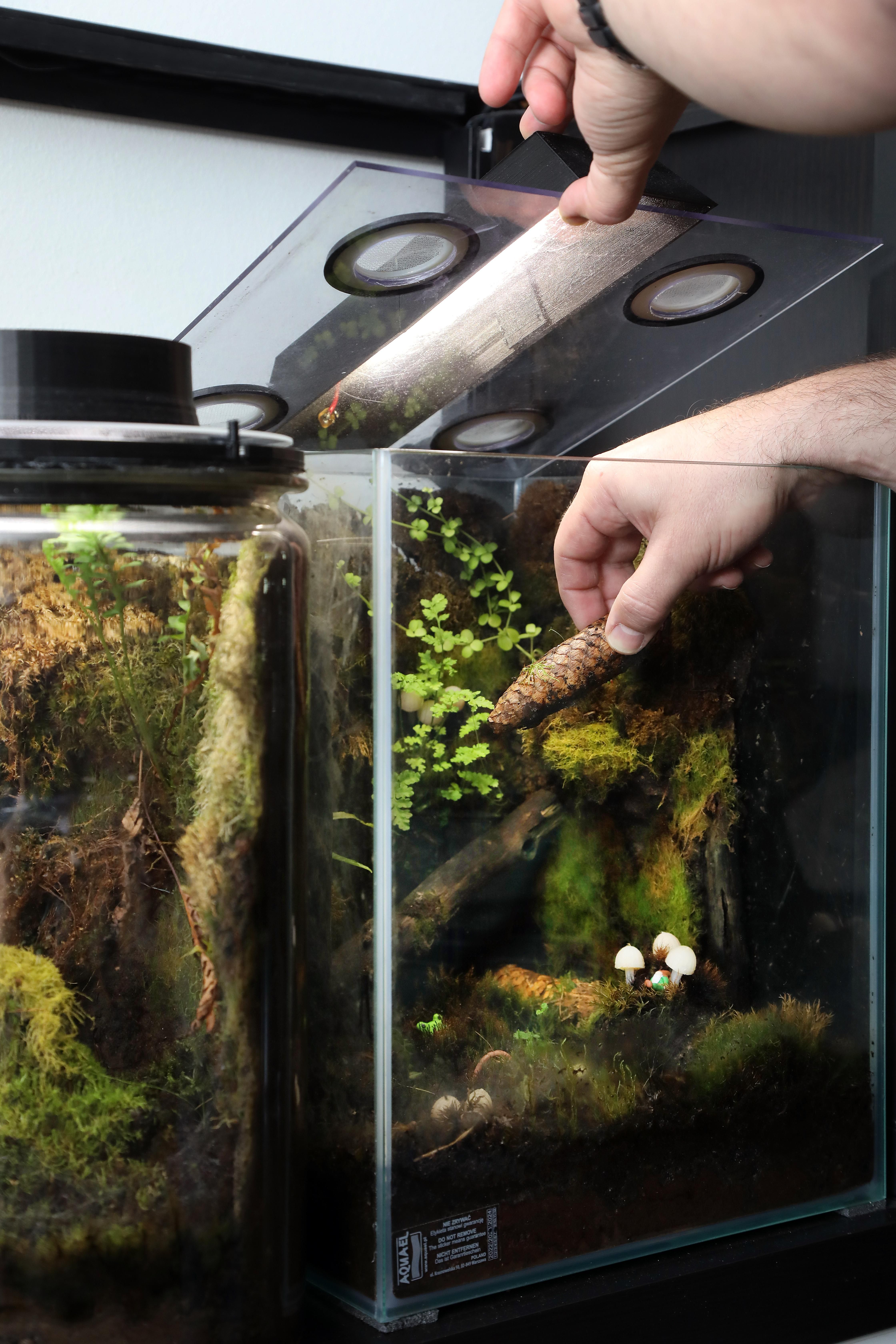 Sienien kasvatus sopii koko perheen harrastukseksi. Lapsista on hauska seurata nopeaa kasvua. Sammalkasvustosta tupsahtelee esiin villisieniä. Kävyssä kasvaa kuusenkäpynahikas.