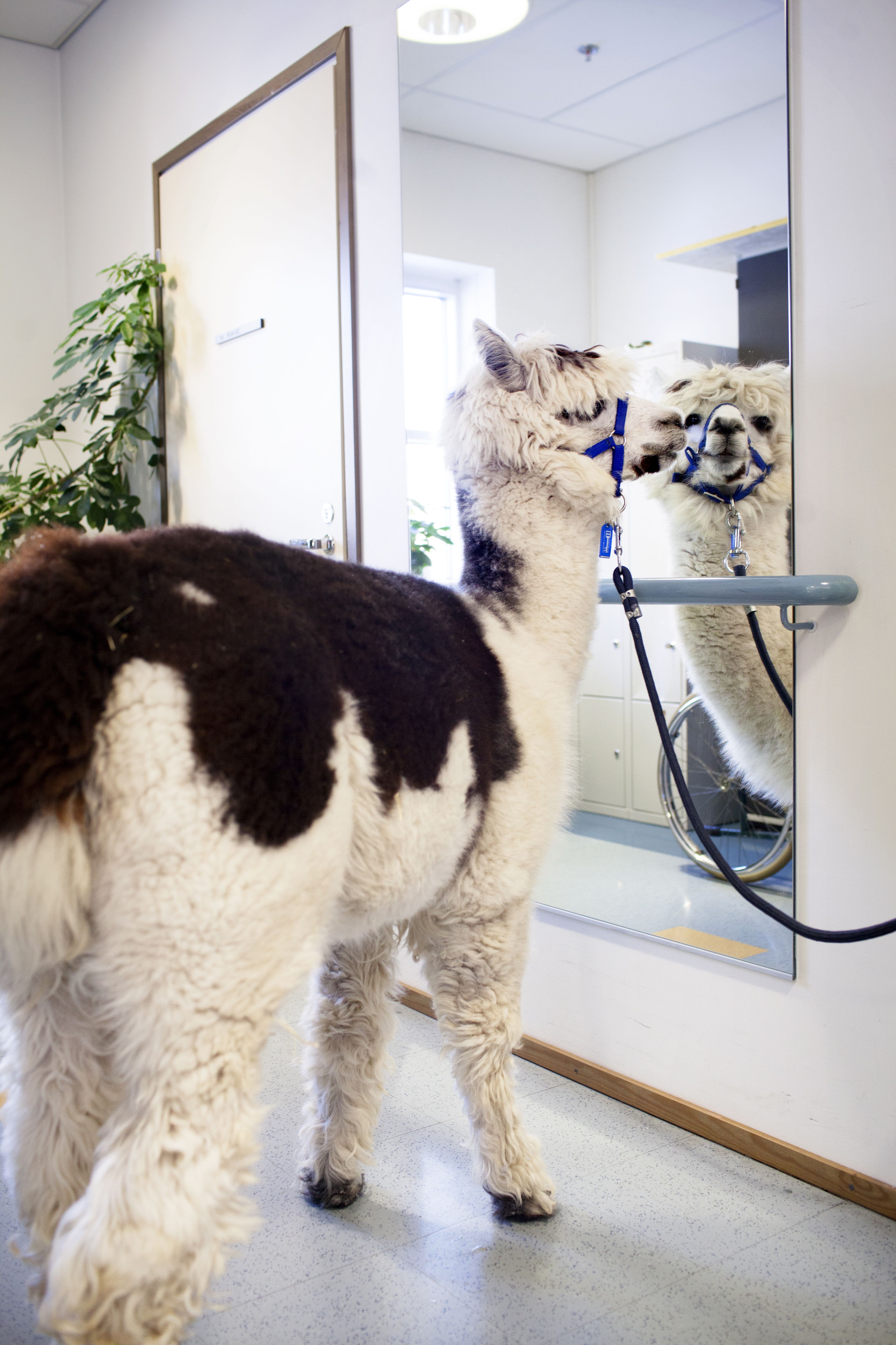 Kukapa peilistä kurkistaa? No, komea kaveri.