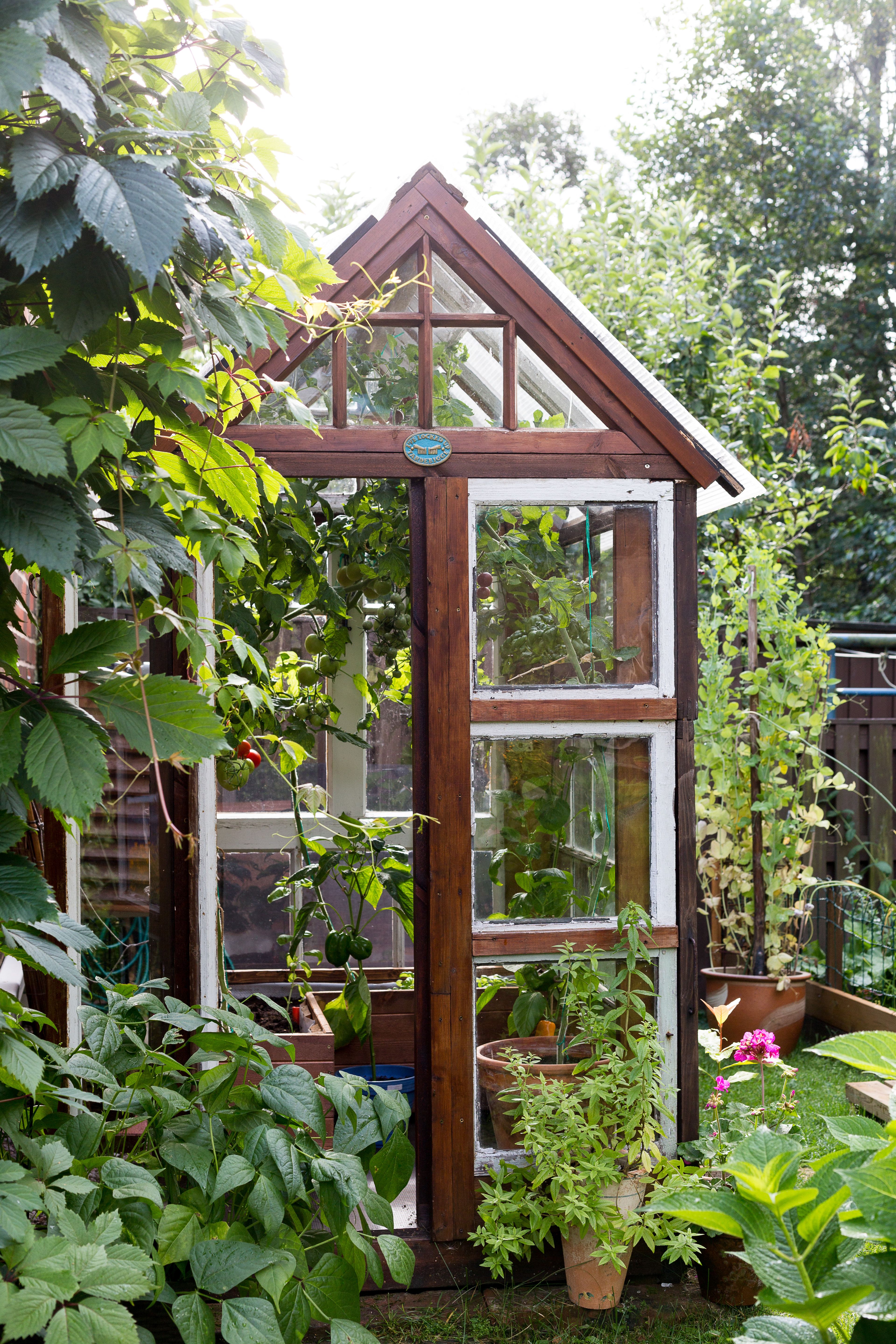 Kasvihuone on tehty vanhoista puukarmisista ikkunoista. Kasvit kasvavat sisällä viljelylaatikoissa ja ruukuissa. 