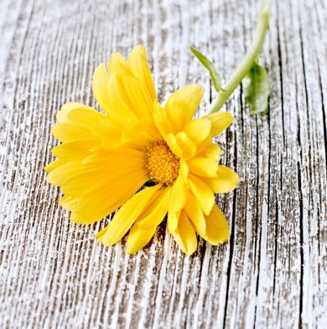 Kehäkukan syömistä pitää välttää raskauden ja imetyksen aikana, koska se sisältää estrogeeniä. 