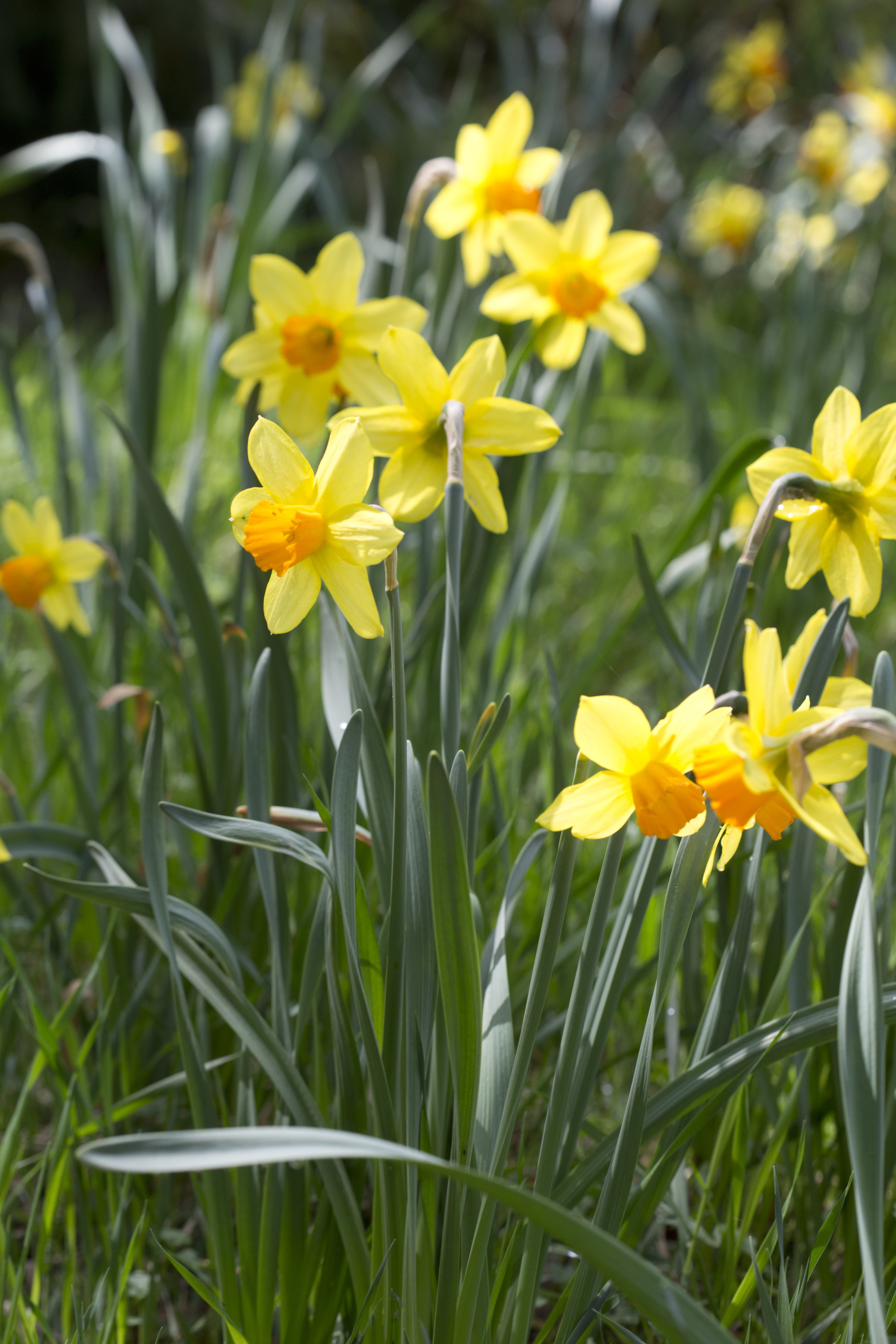 Keveä "Delibes" kukkii kilpaa auringon kanssa. Kukat ovat kelta-oranssit.