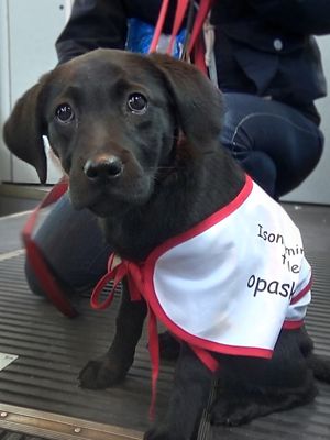 KK Elli ekaa kertaa ratikassa