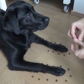 KK Ellin uudet temput