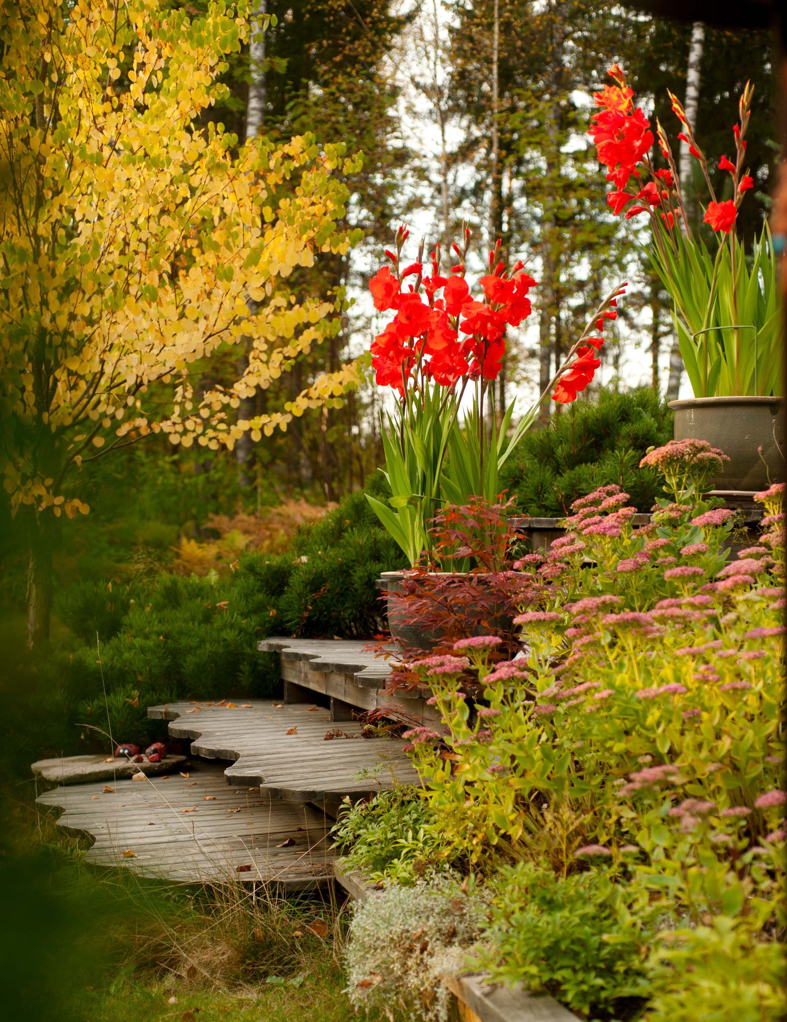 Siro katsurapuu sopii pieneen pihaan. Sen syysväri on toisinaan keltainen, toisinaan oranssinpunainen. Aaltoreunaiset portaat myötäilevät kallion muotoja. Ruukussa kukkii miekkalilja eli gladiolus.
