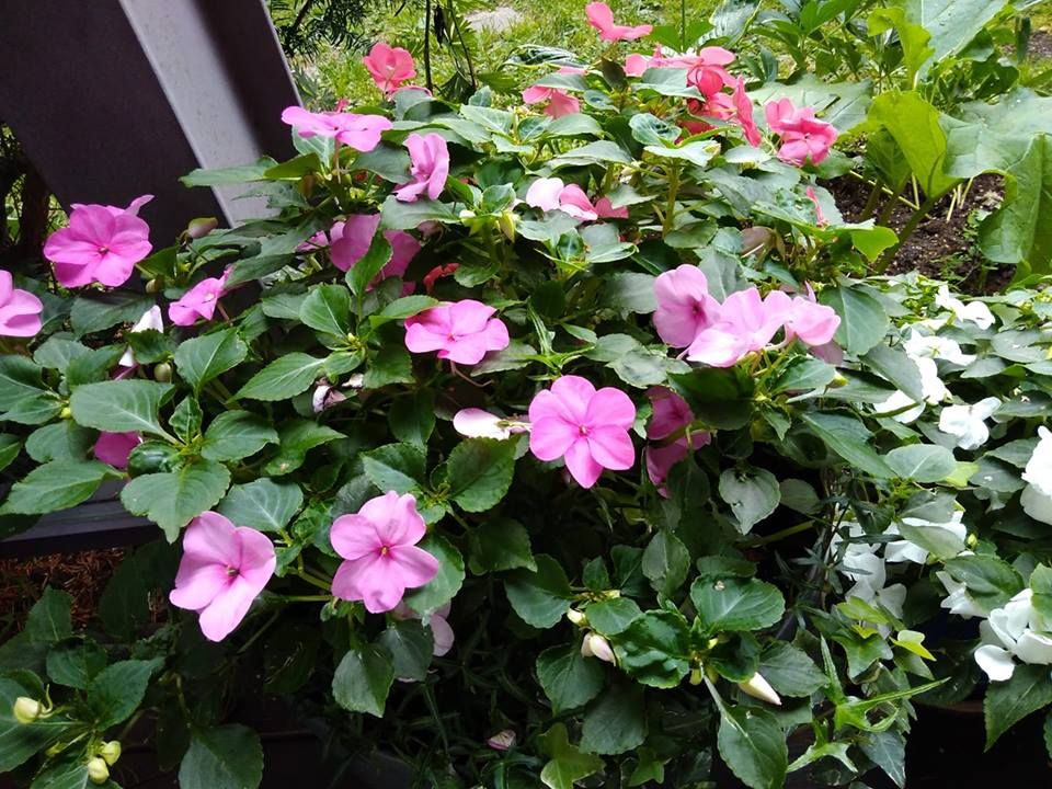 ”Ahkeraliisa ahkeroi.” - Saara Koho