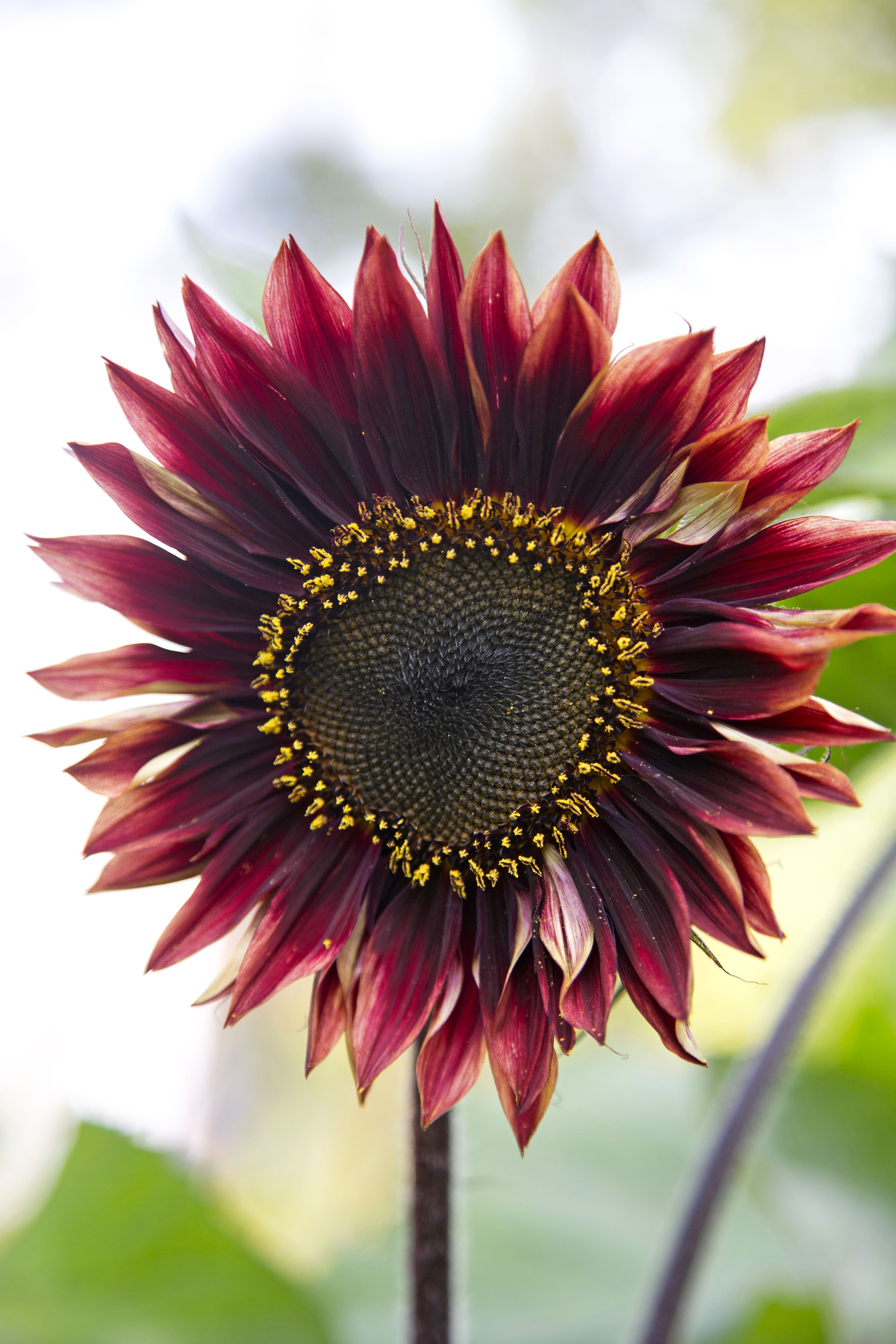 Ruby-lajikkeen kukat ovat rubiininpunaiset. Punasävyisiä lajikkeita on sekä matalia että korkeita.