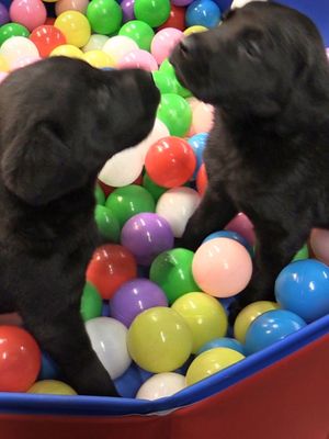 KK Elli ja veli pallomeressä