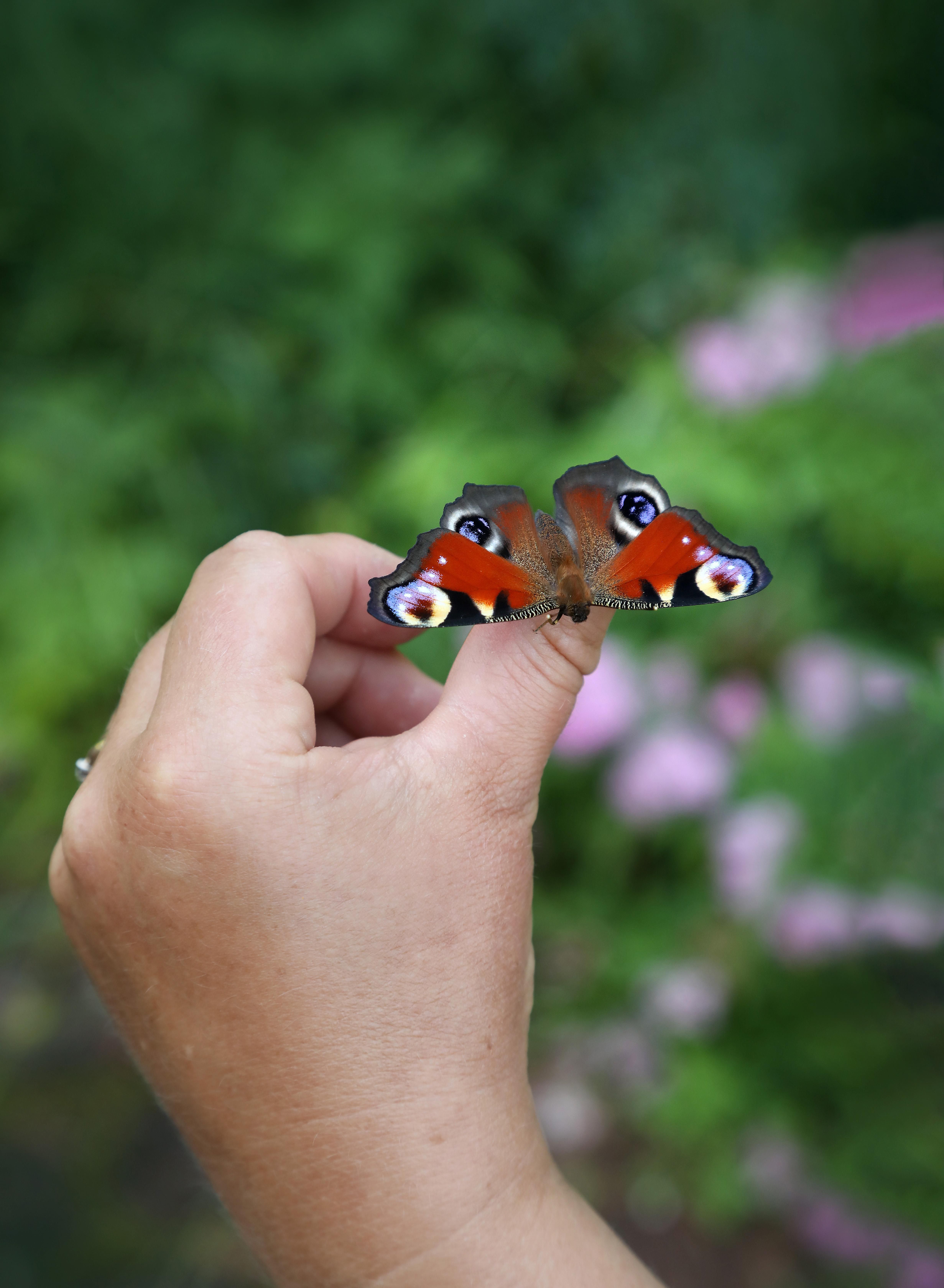 Tanjan kädellä istuu kasvatuksessa ollut ja juuri kotelostaan kuoriutunut neitoperhonen. Se nousee kohta ensilennolleen.