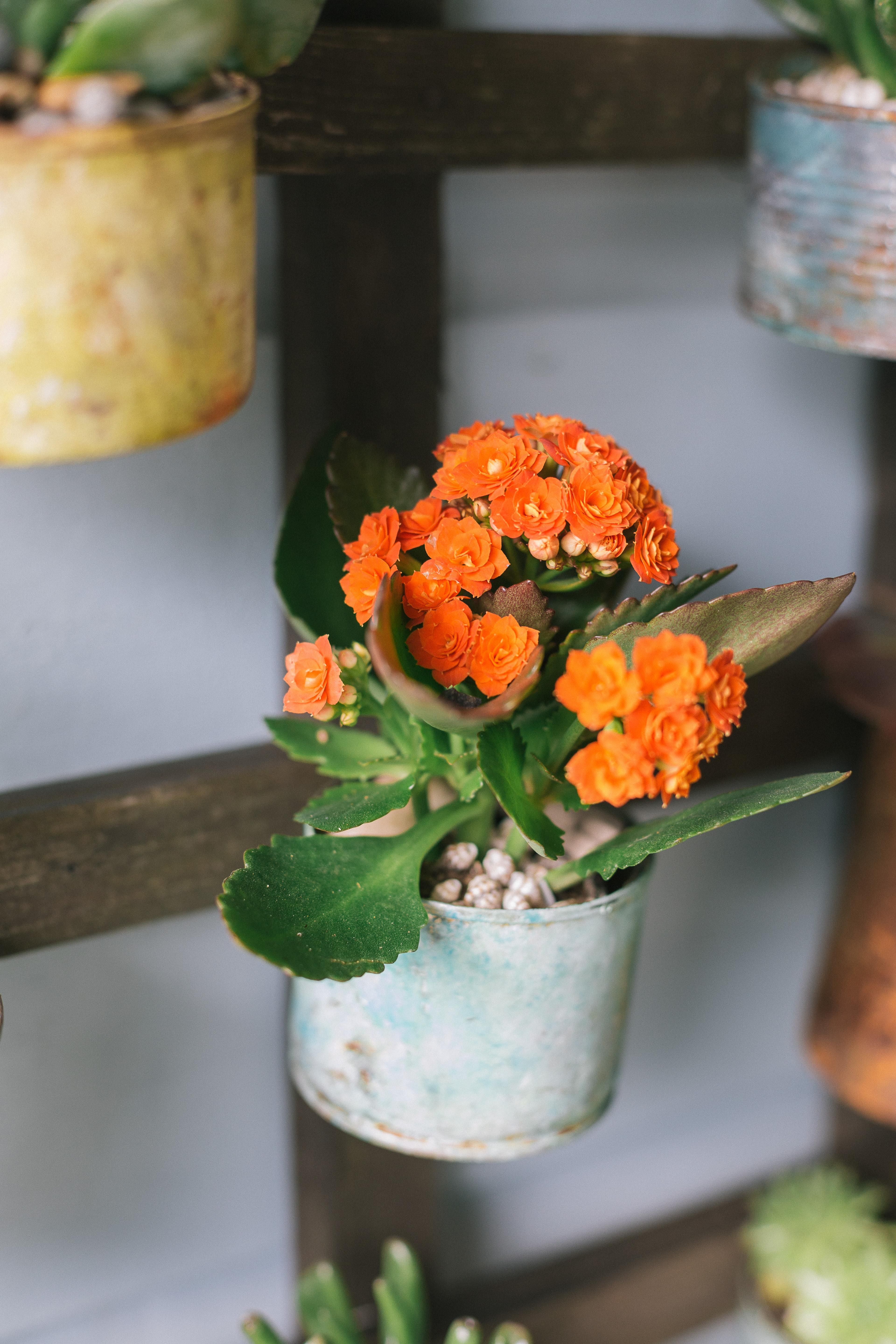 Tulilatvasta saa kestävän kumppanin, joka viihtyy aurinkoisen paikan kesäkukkastutuksissa. Se kestää yllättävän hyvin niin kuivia, kuumia oloja kuin syyskesän viileyttä.