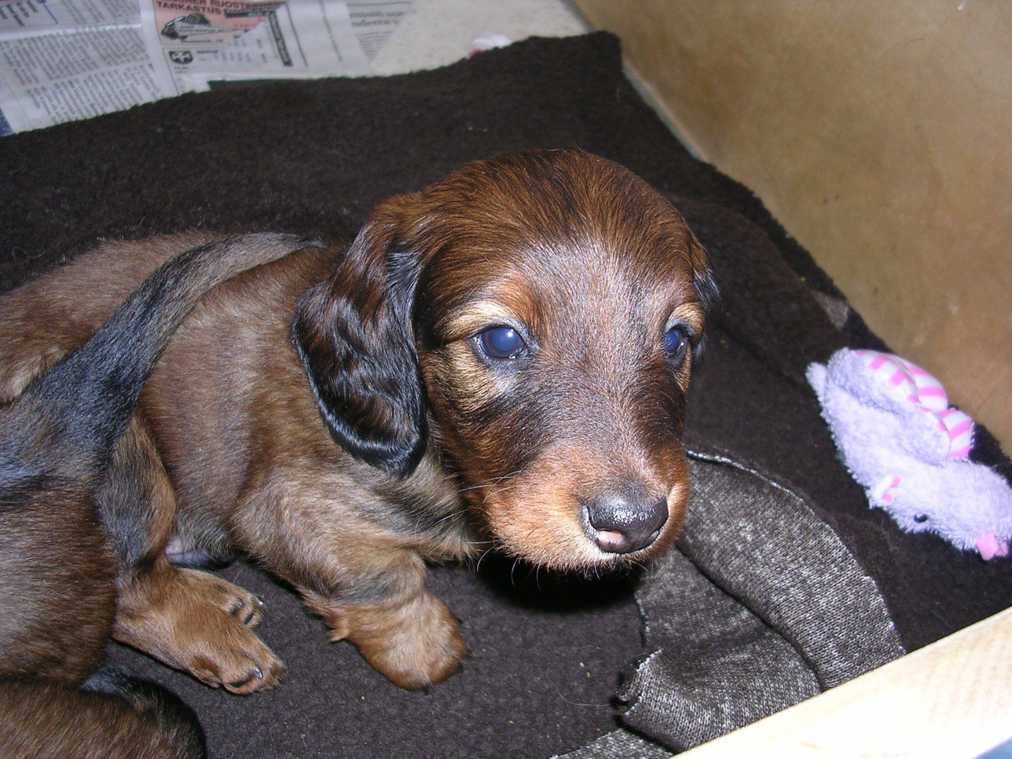 Tommi syntymäkodissaan kuukauden ikäisenä. Kun se 12-viikkoisena muutti meille, nukuin ensimmäiset yöt sohvalla sen pedin vieressä ja rauhoittelin vikisevää pentua monta kertaa yössä, kunnes se kotiutui.