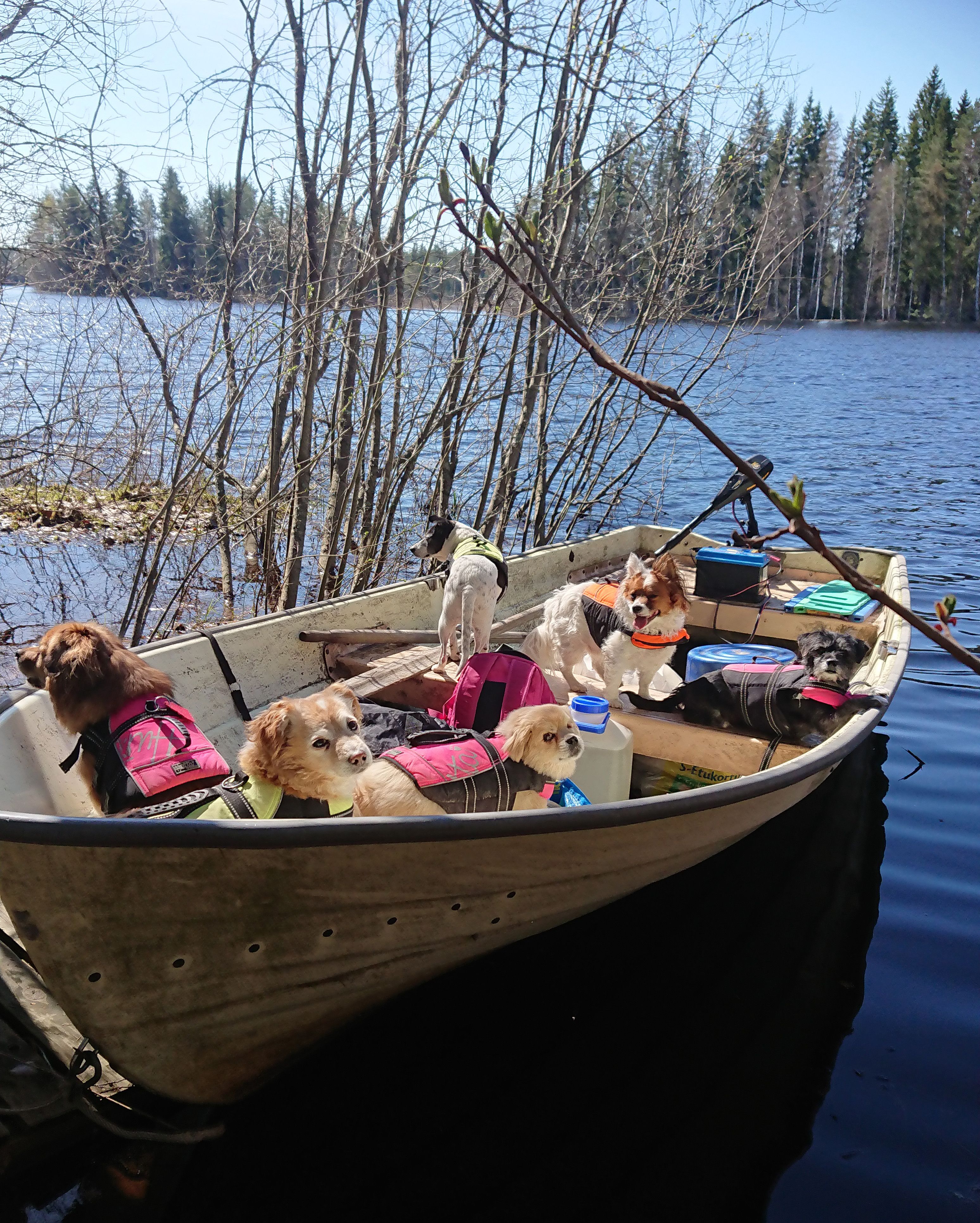 Kokassa lauman ainoa tyttö eli Veronika, vieressä Penni ja sen edessä Pufi Nalle Puh. Takana vasemmalla keltaliivinen Totti, penkillä keskellä Zorro ja vieressä oikealla Onni.