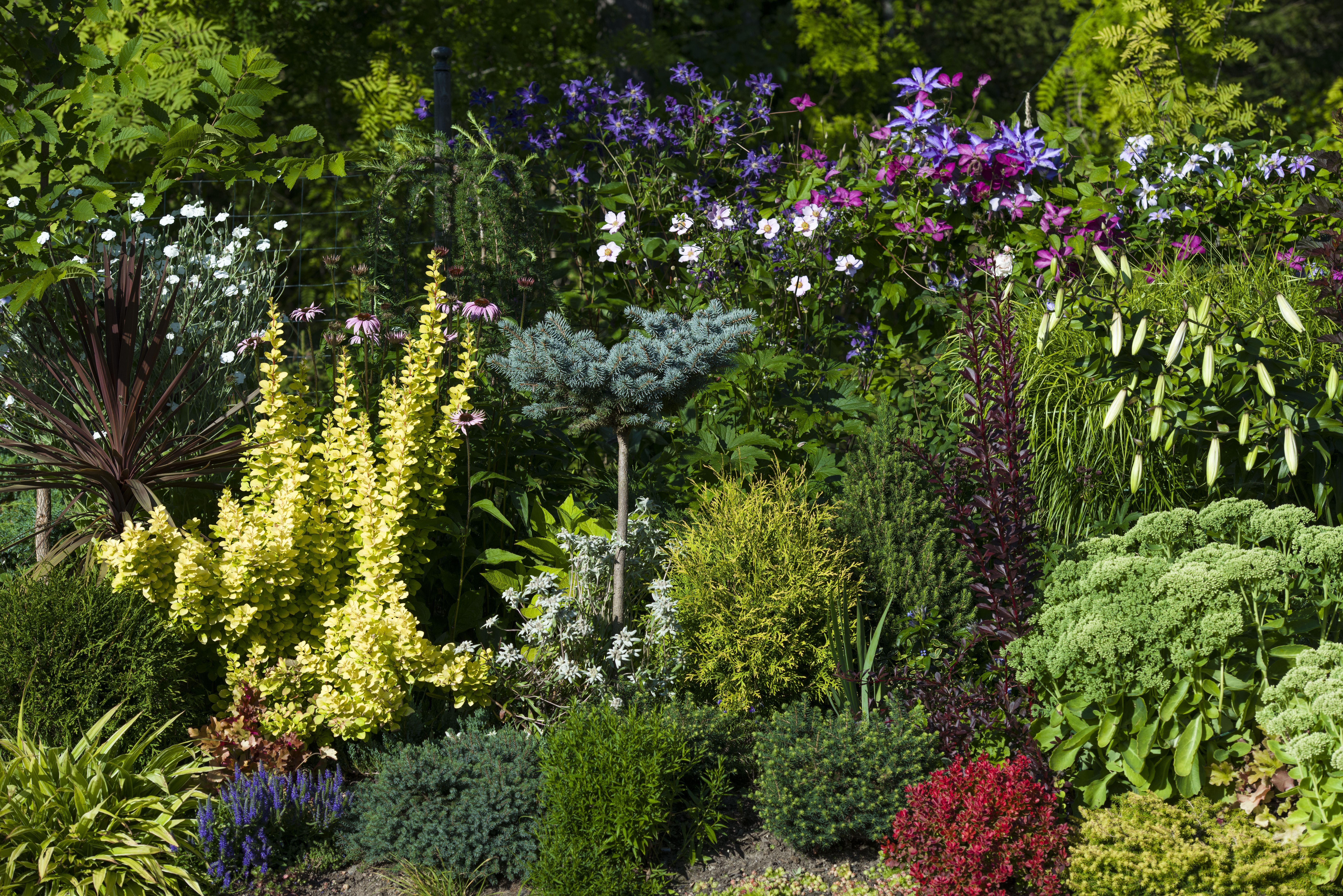 Loivassa rinteessä oleva istutus on paraatipaikalla pihaan tullessa. Seija suunnitteli sen niin, että pienhavujen, pensaiden ja perennojen lehtivärit ja muodot ovat kauniita suurimman osan vuodesta. Taakse on tehty verkkoaidanne, jota pitkin kasvaa kärhöjä.