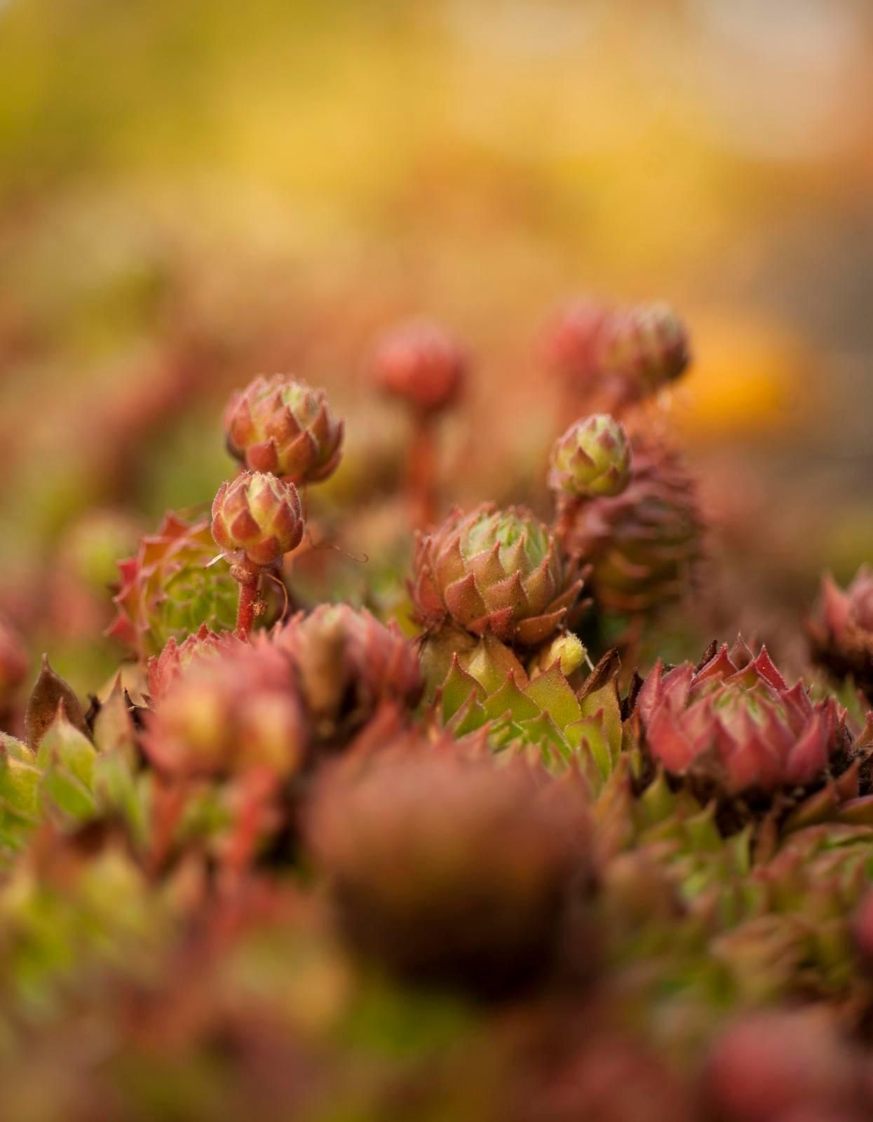 Kallion koloissa on tilaa ainakin mehitähdille.