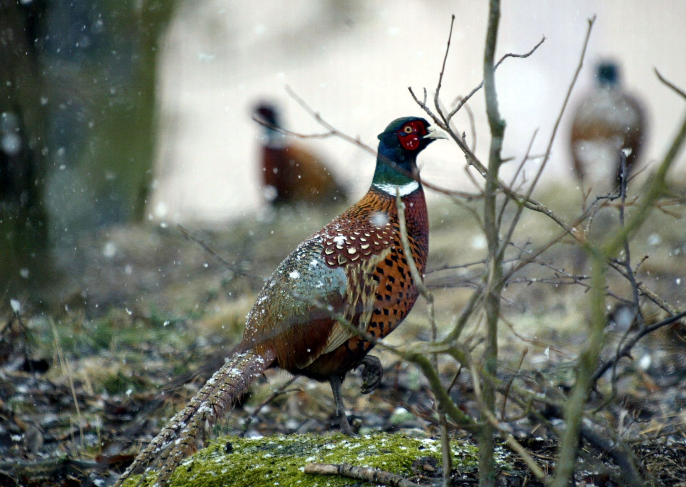 Kuva: HS Antti Johansson / Sanoma arkisto