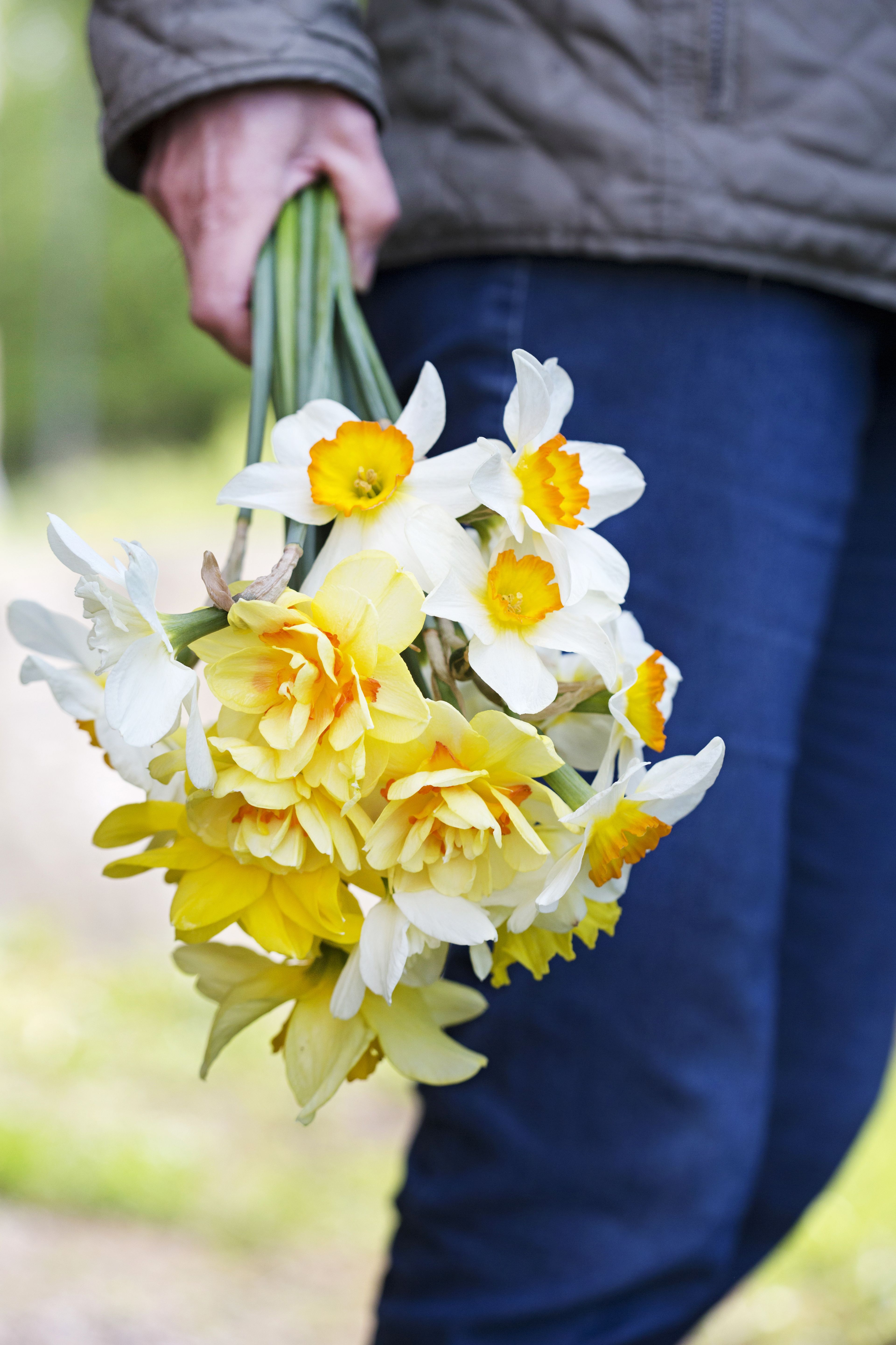 Kerää narsissit kimuksi keskenään, sillä niiden varsista erittyy limaa, josta muut leikkokukat eivät pidä.