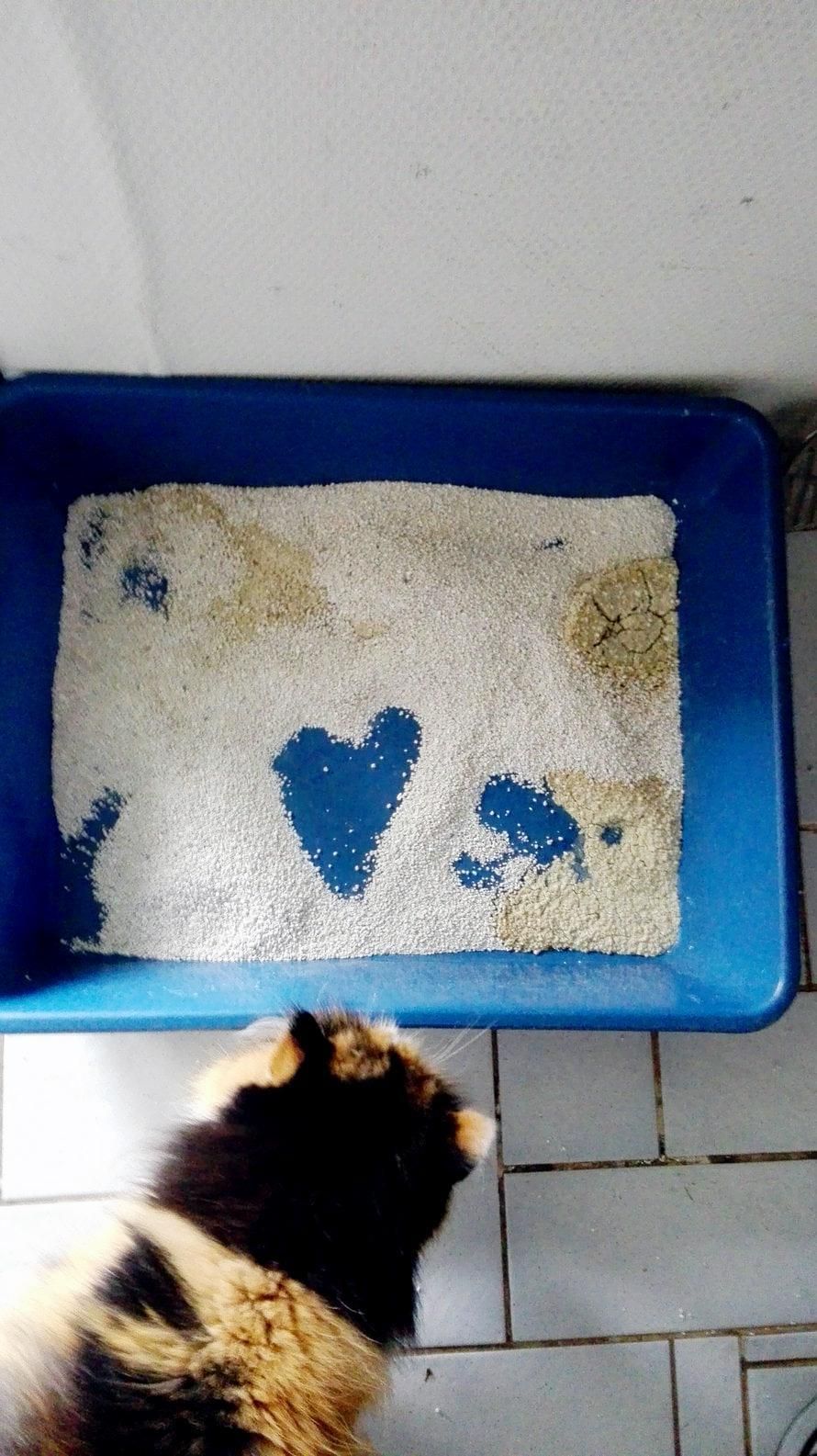 15-vuotias Roosa-kissa oli viikonlopun yksin kotona. Olikohan tämä merkki, että ihanaa, kun saavuin kotiin? Roosa