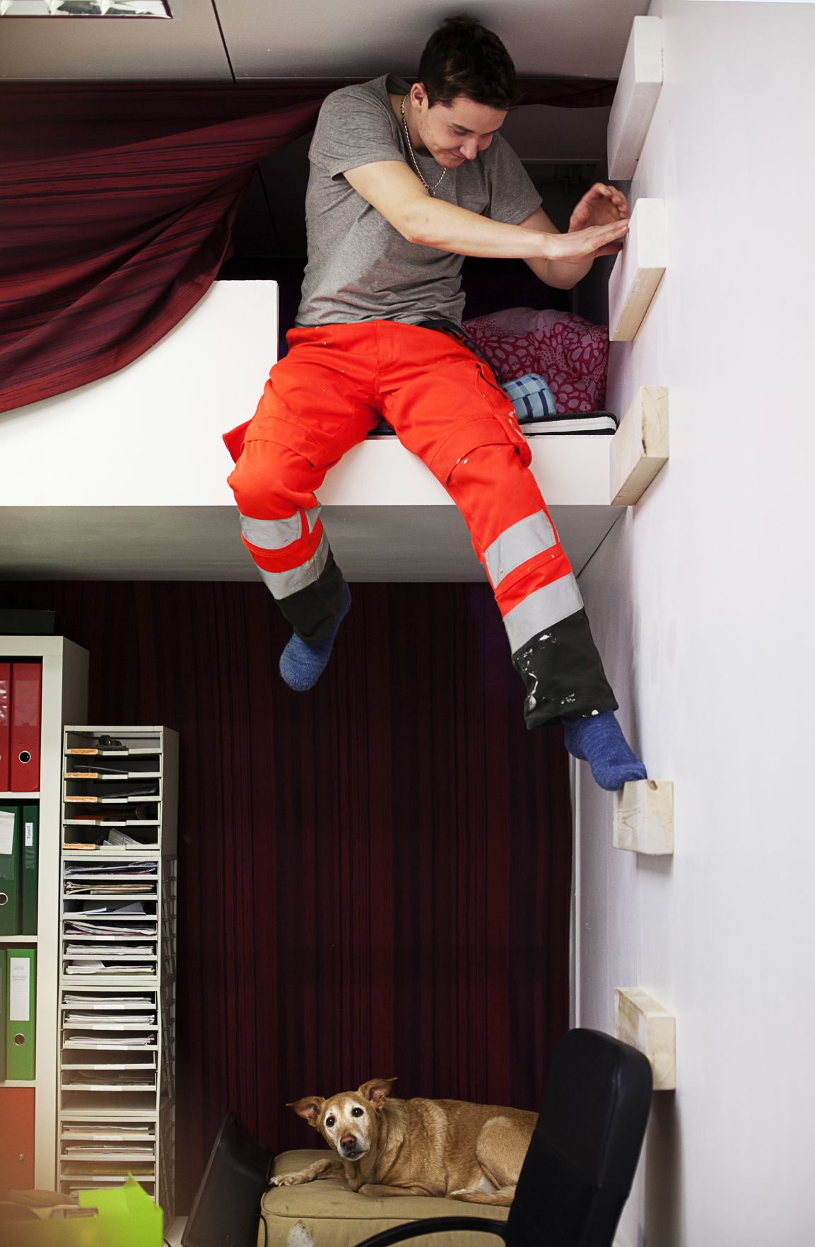 Toimitusjohtaja rakensi toimistoonsa pesän, jossa voi ottaa päivänokoset. Diva-koira torkkuu remontin keskellä.